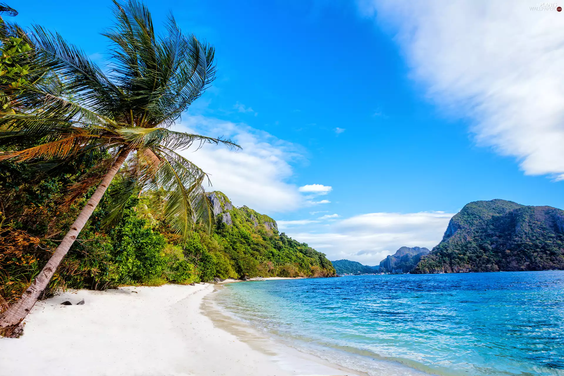 Coast, Palm, Beaches, sea, Philippines