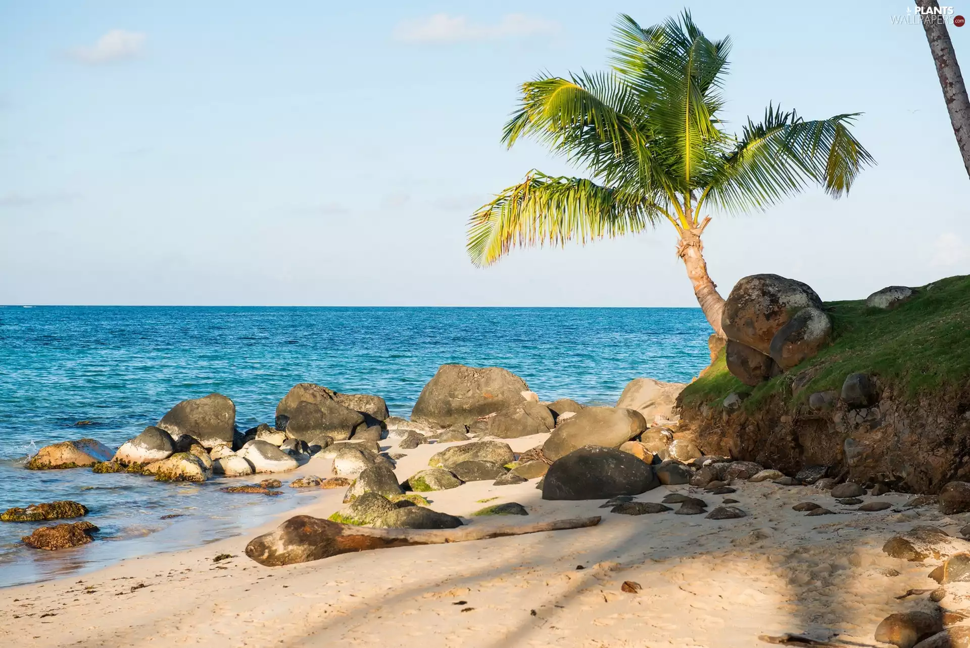 Palm, rocky, Beaches