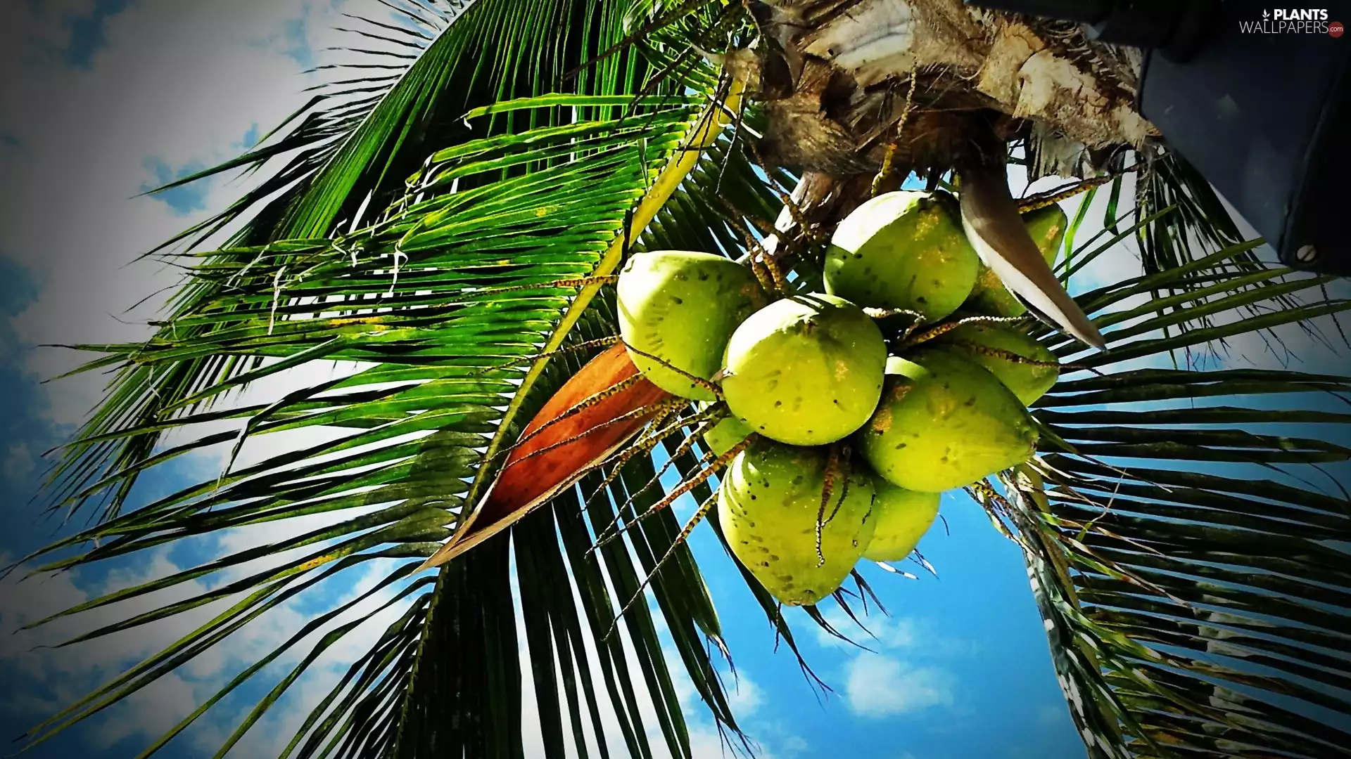 Palm, coconuts