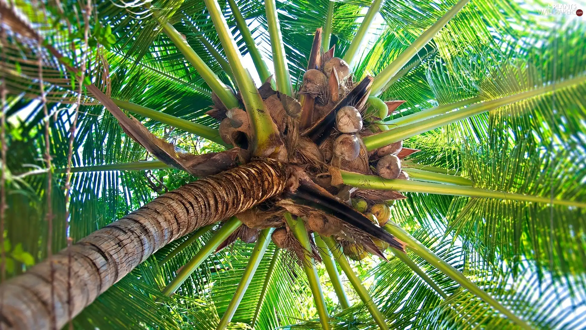 coconuts, Palm