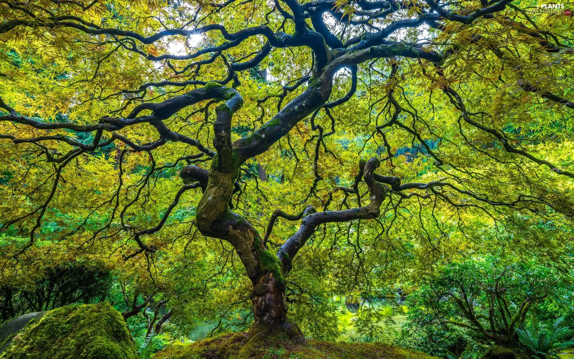 Maple Palm, green ones, trees