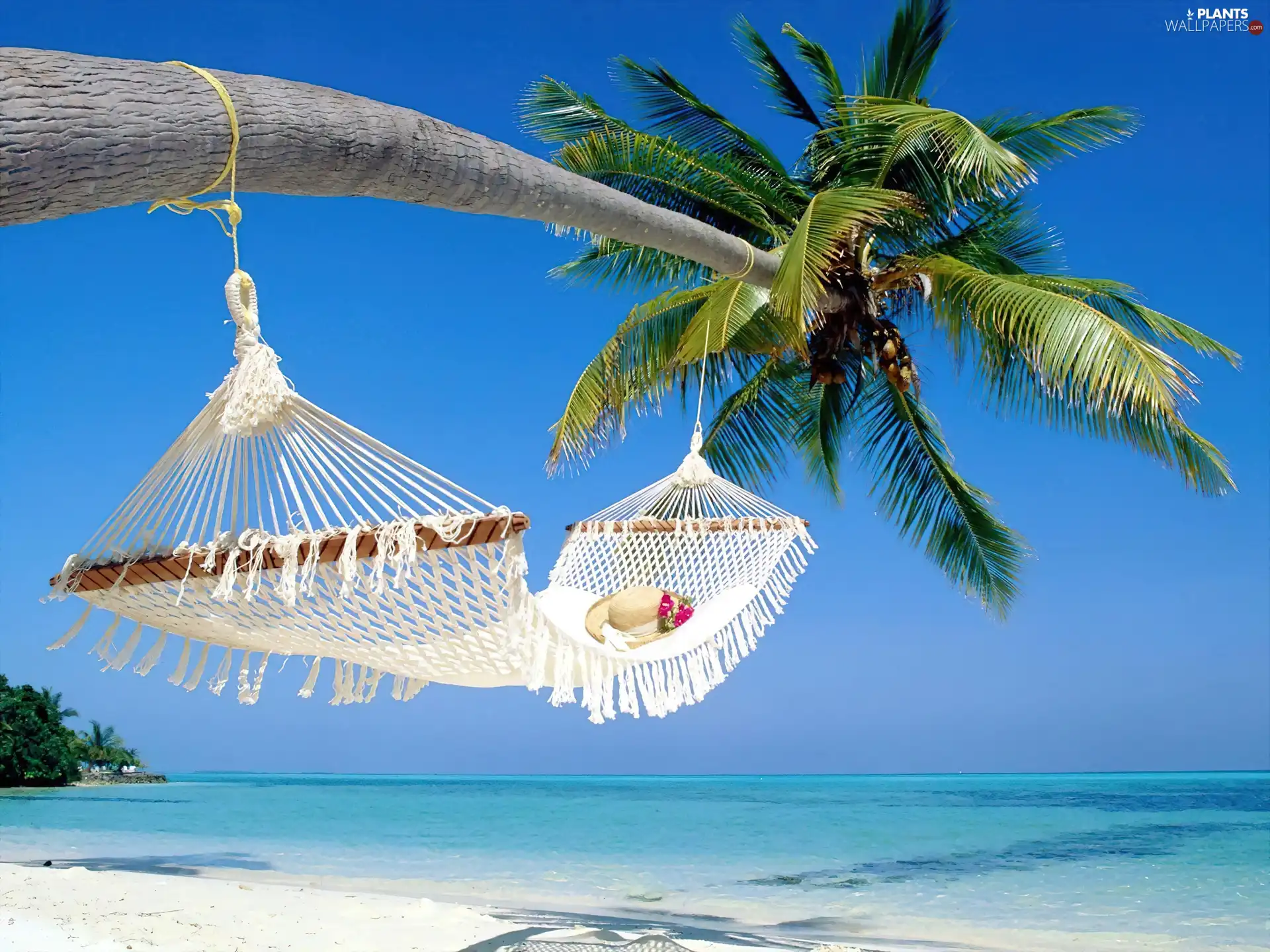 Palm, Beaches, Hammock