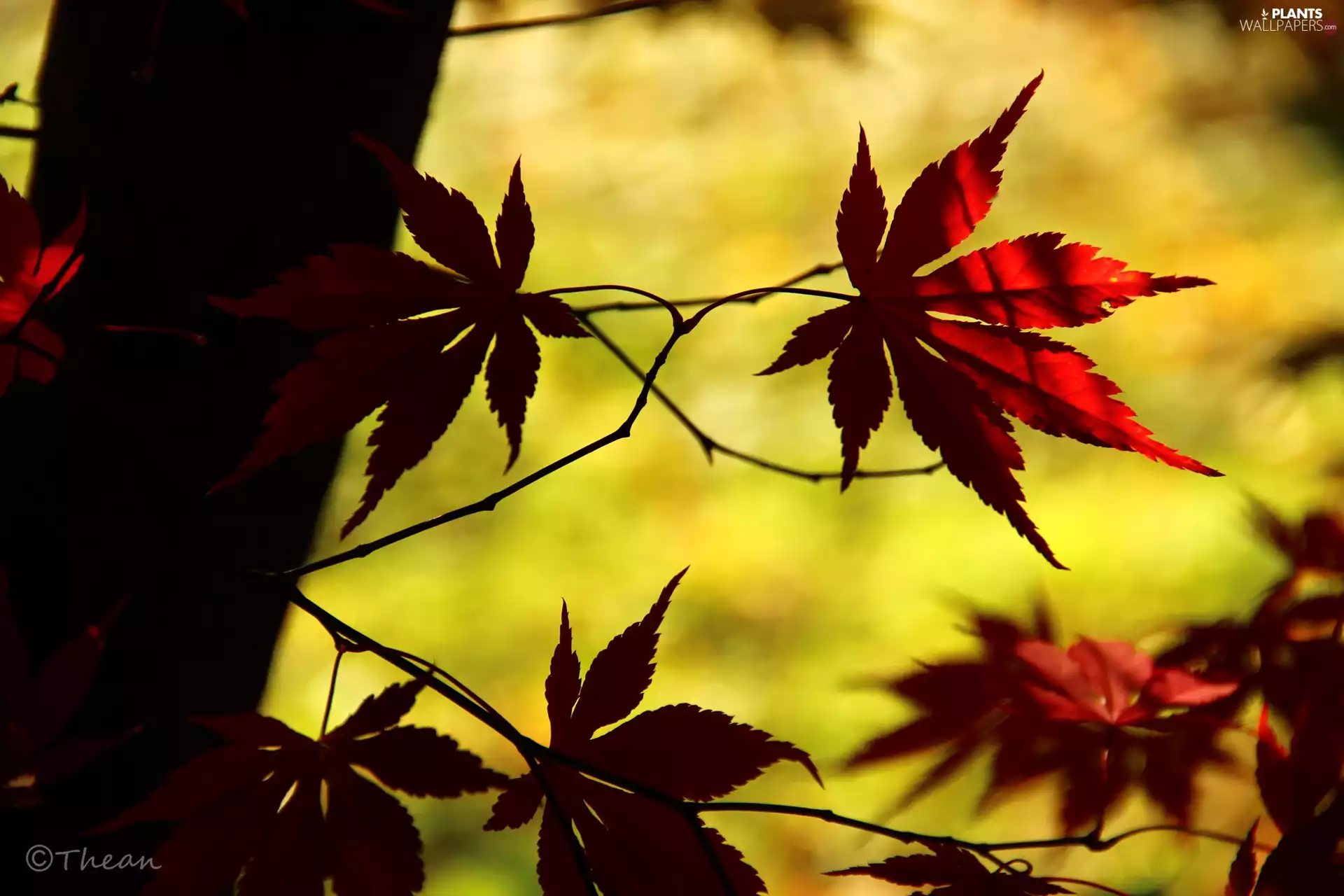 Maple Palm, Leaf, autumn, Red