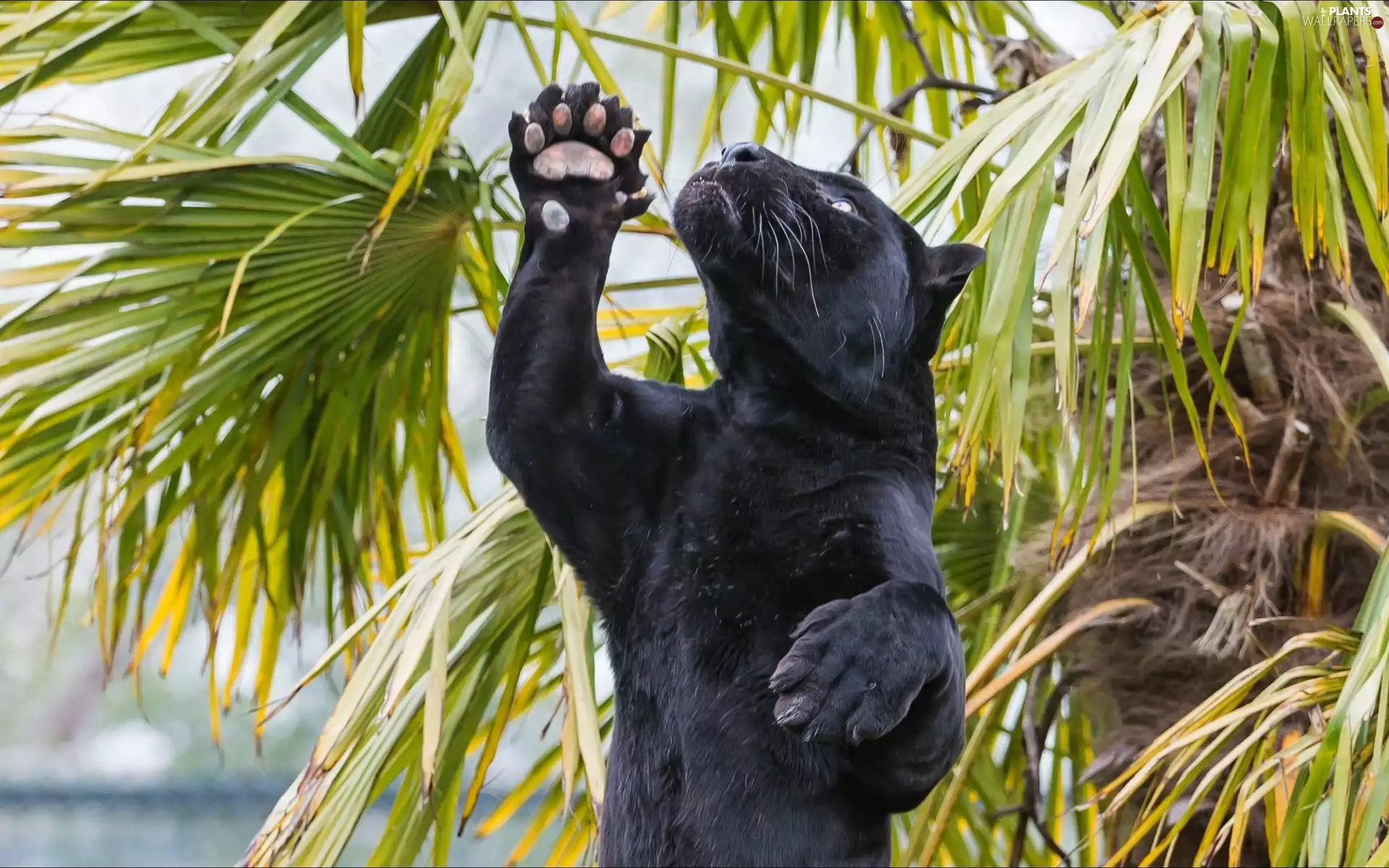 Palm, black, Panther