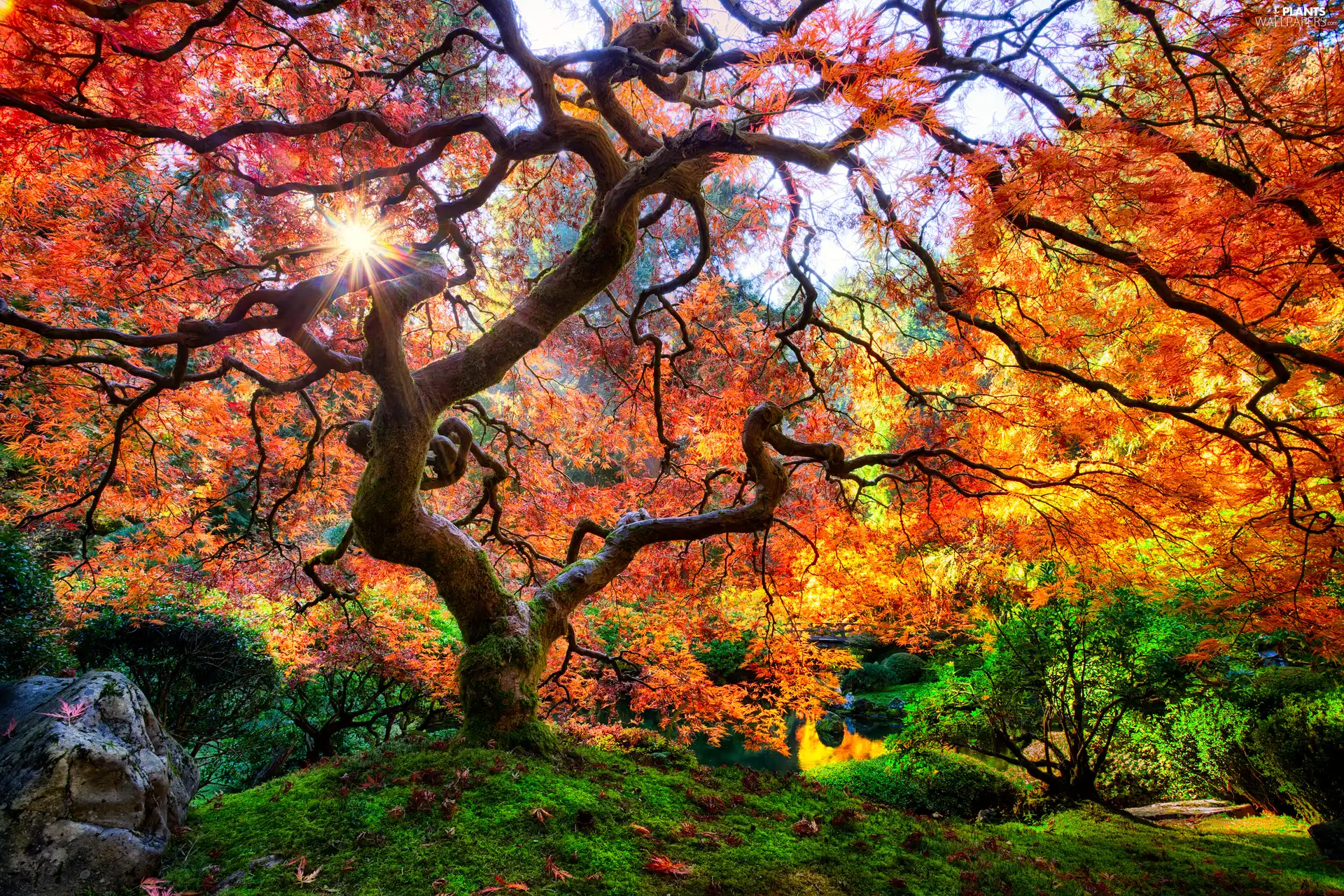 trees, autumn, rays of the Sun, Maple Palm