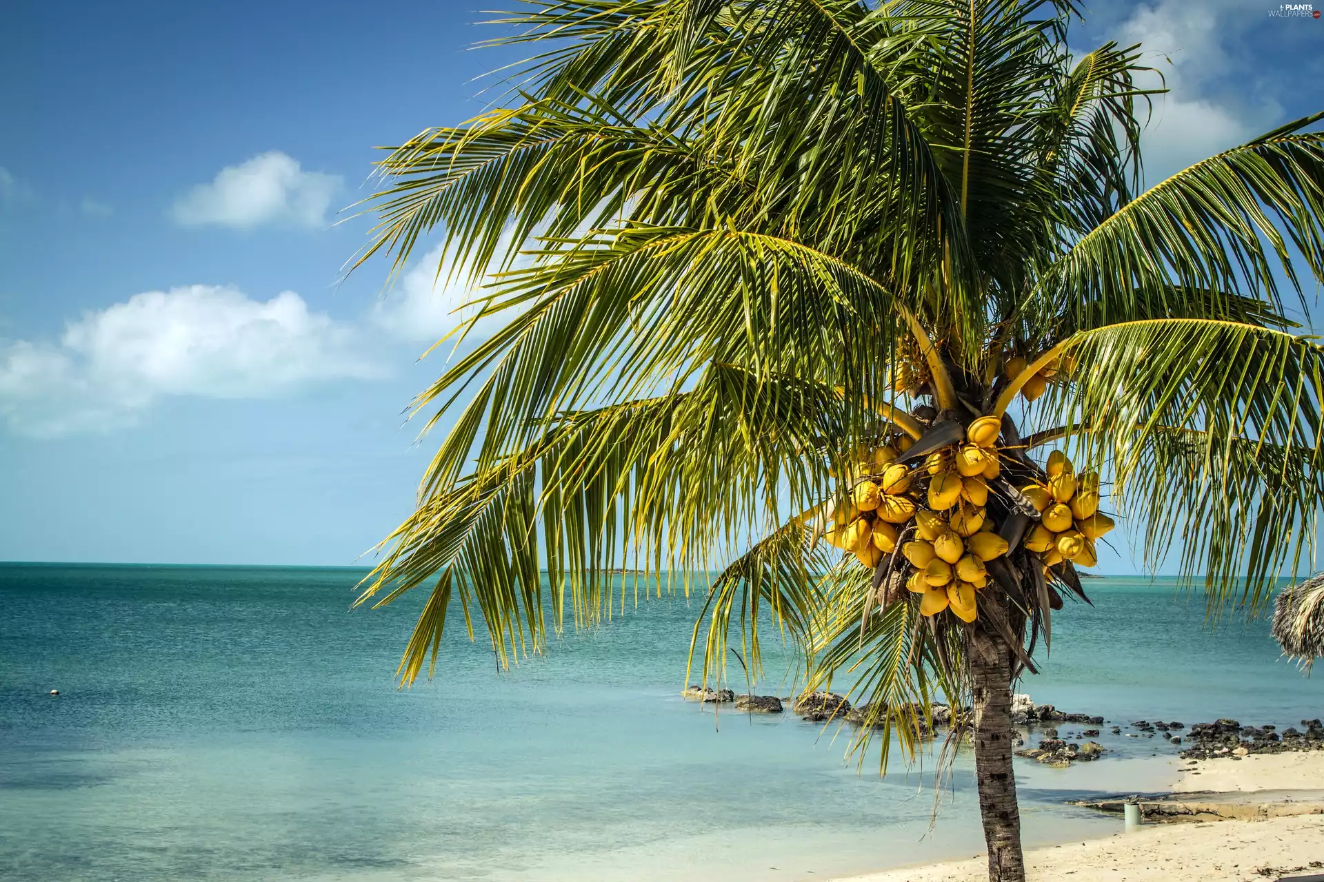 sea, Fruits, Beaches, Palm