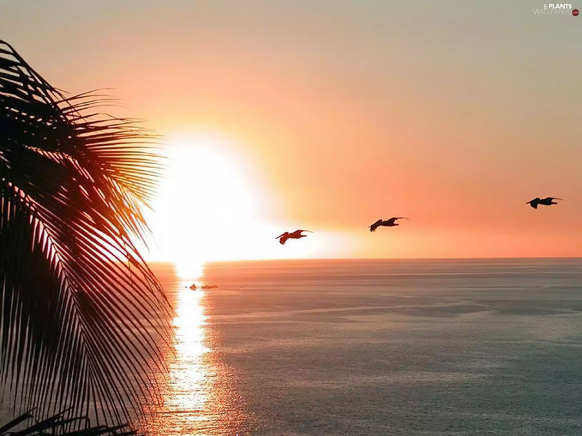 sun, Palm, sea, west, pelicans