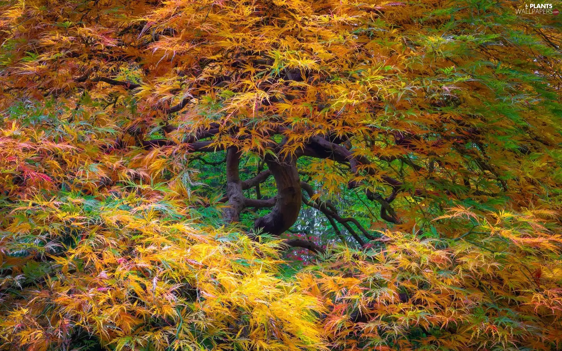 color, Leaf, Maple Palm, autumn, trees