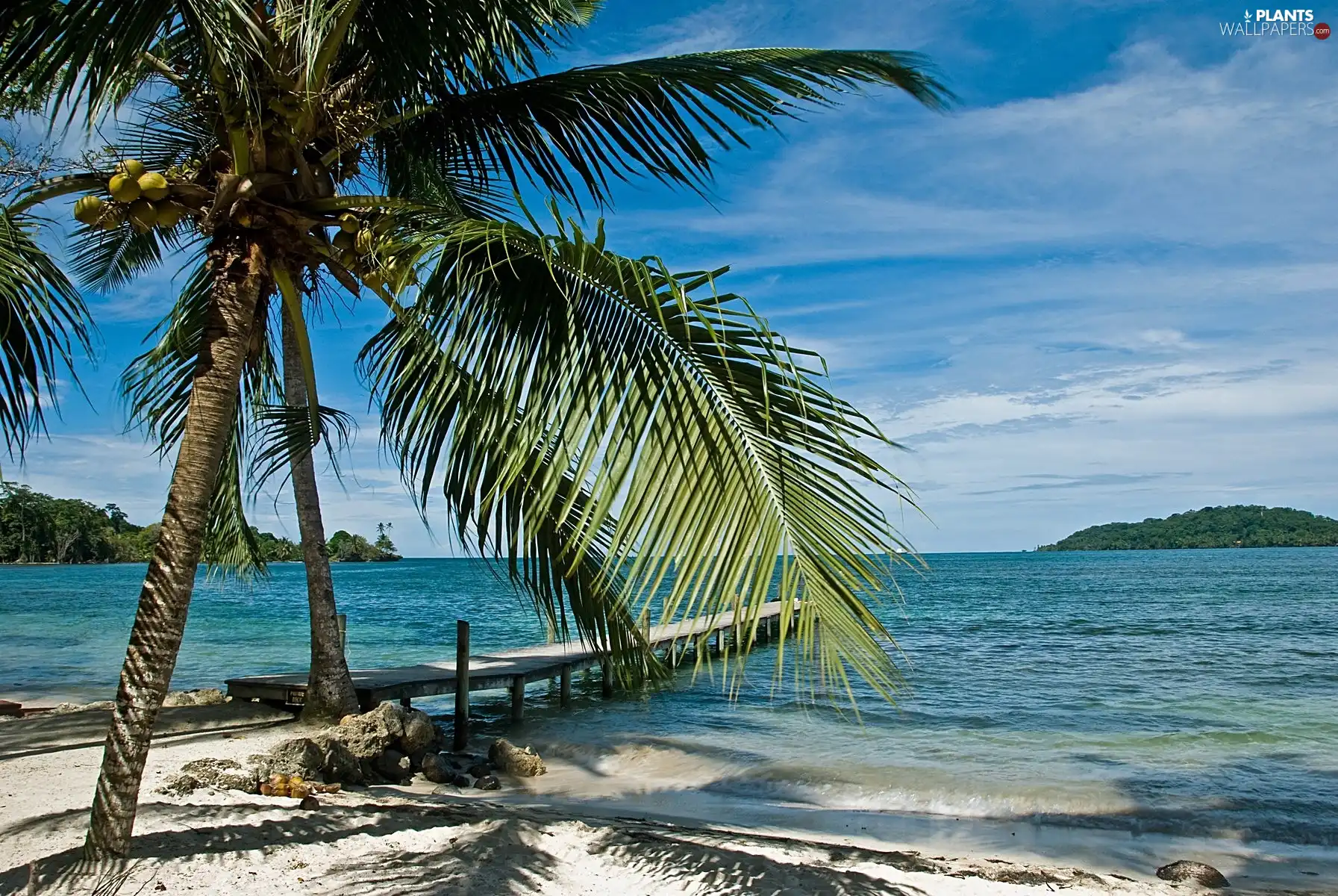 Palm, tropic, Beaches, Platform, Ocean