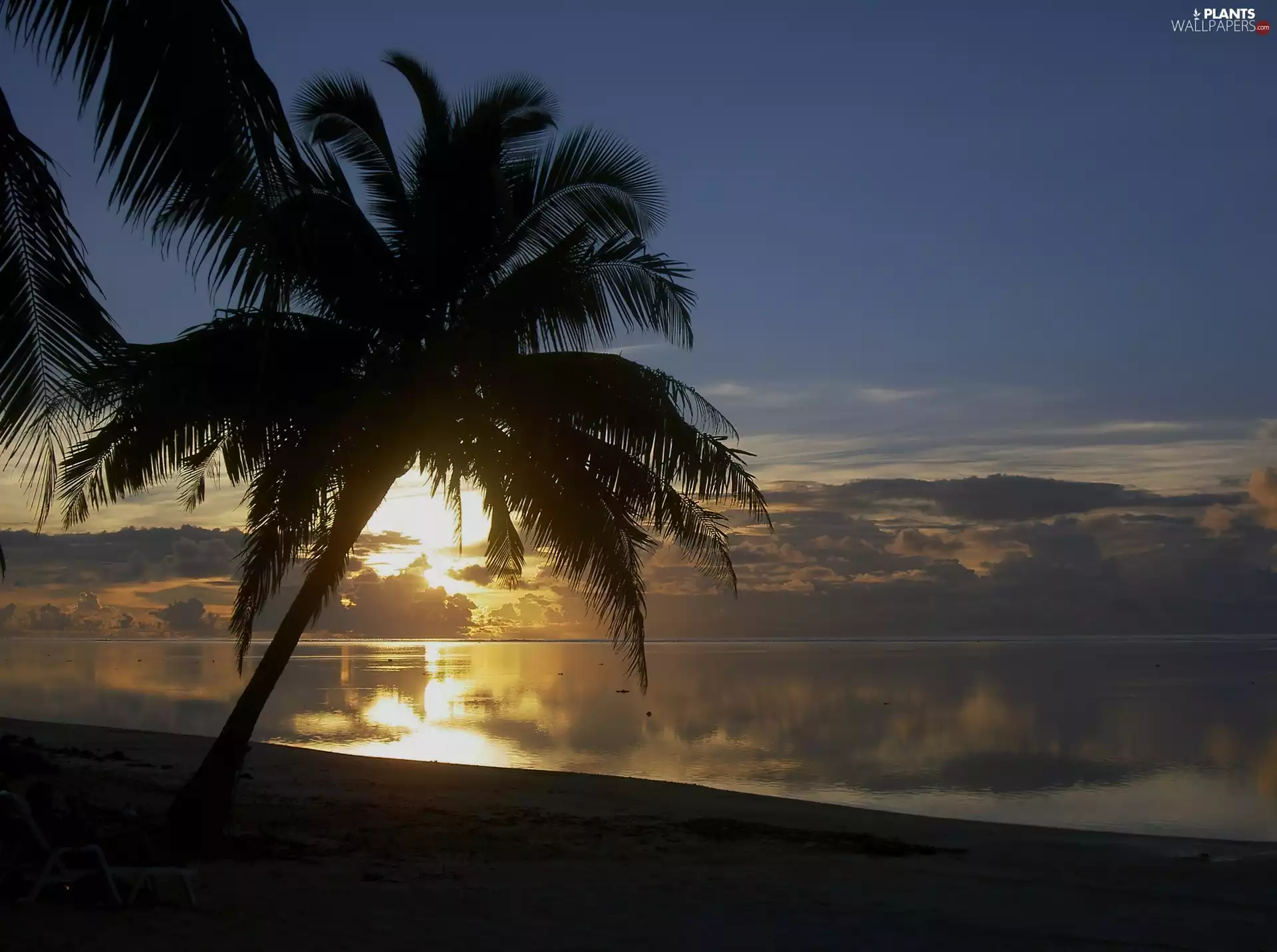 sea, Palm, west, sun, clouds