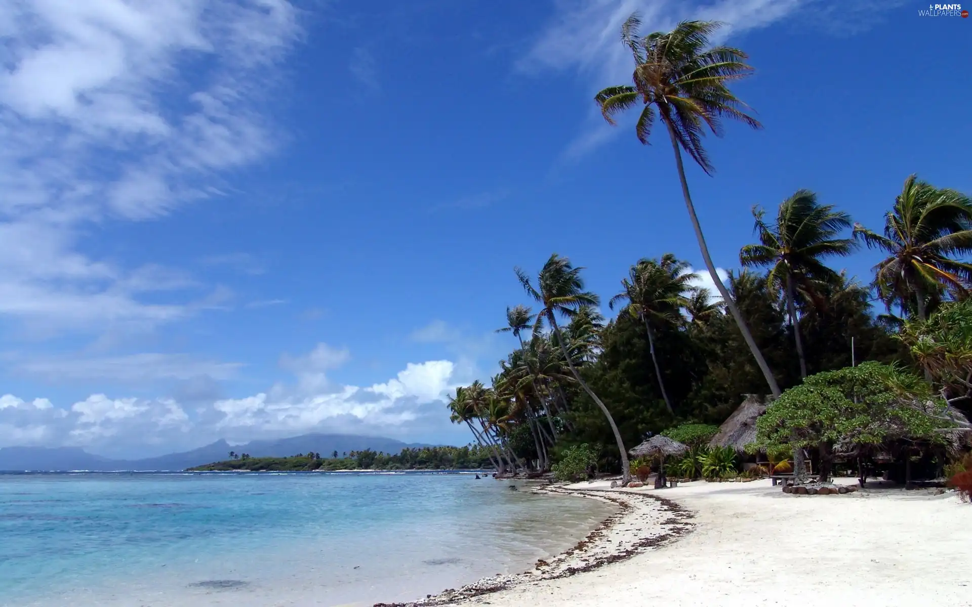 Beaches, Palms