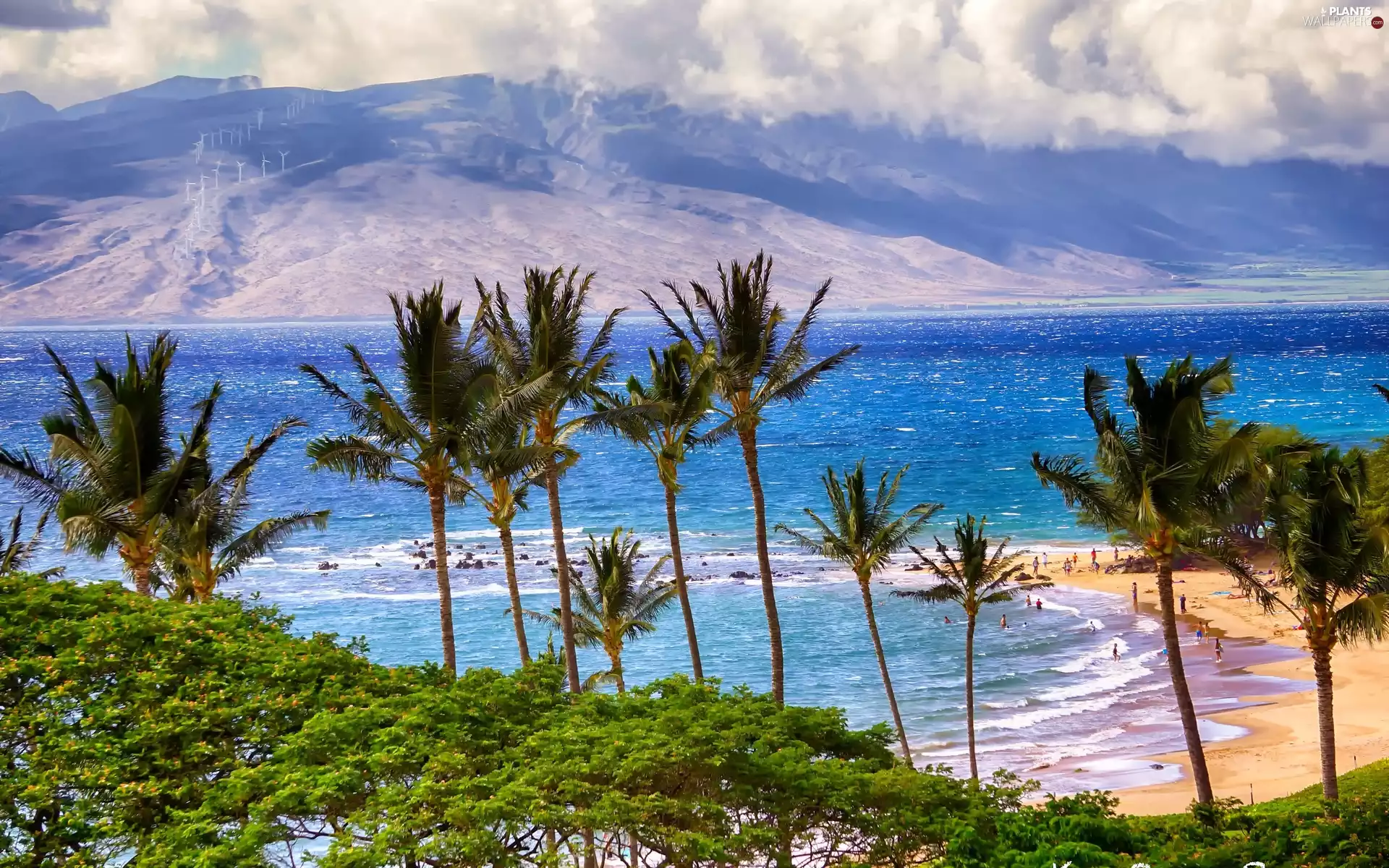 clouds, Palms, Beaches, Mountains, Coast