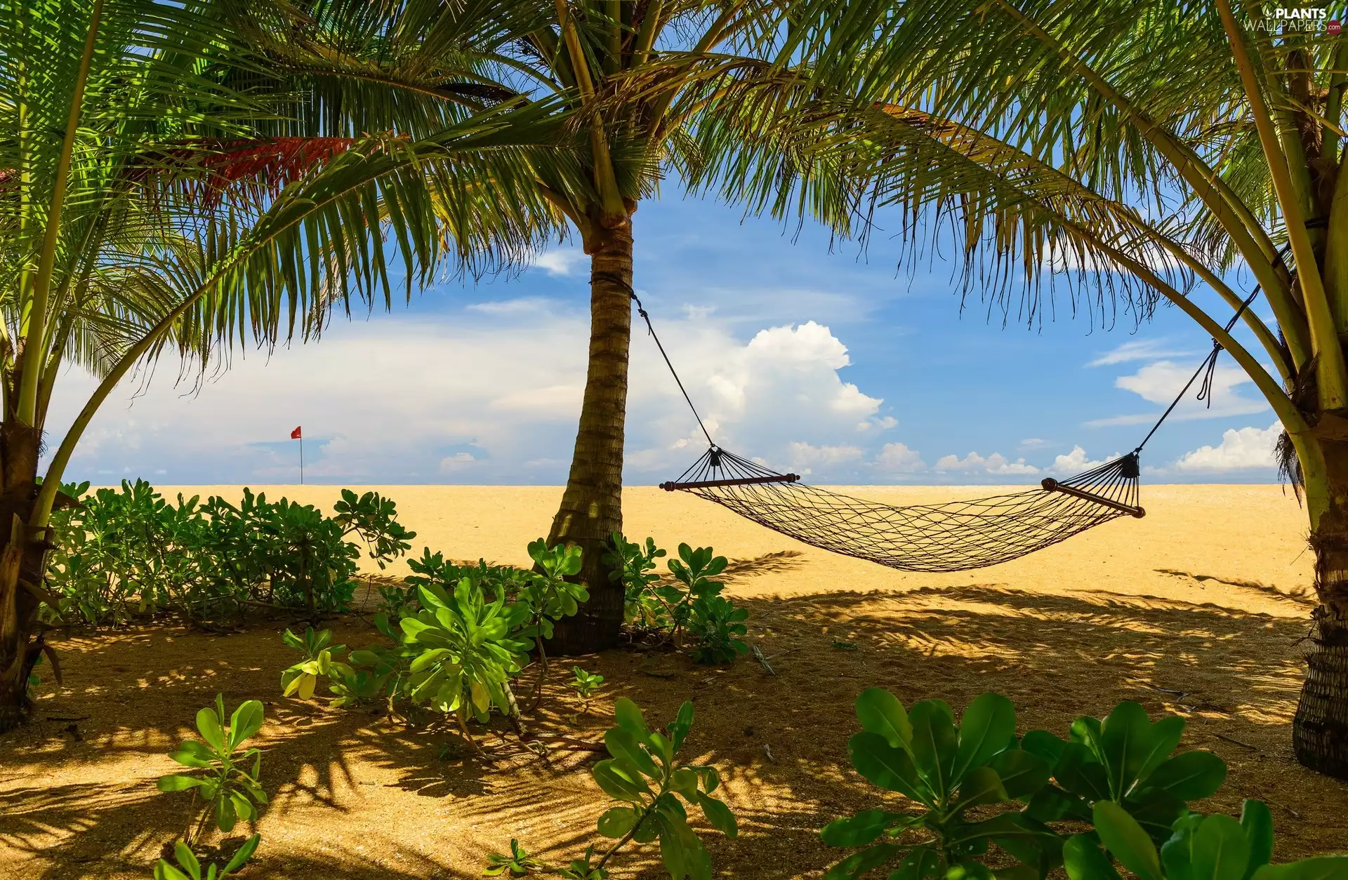 Beaches, Plants, Hammock, Palms