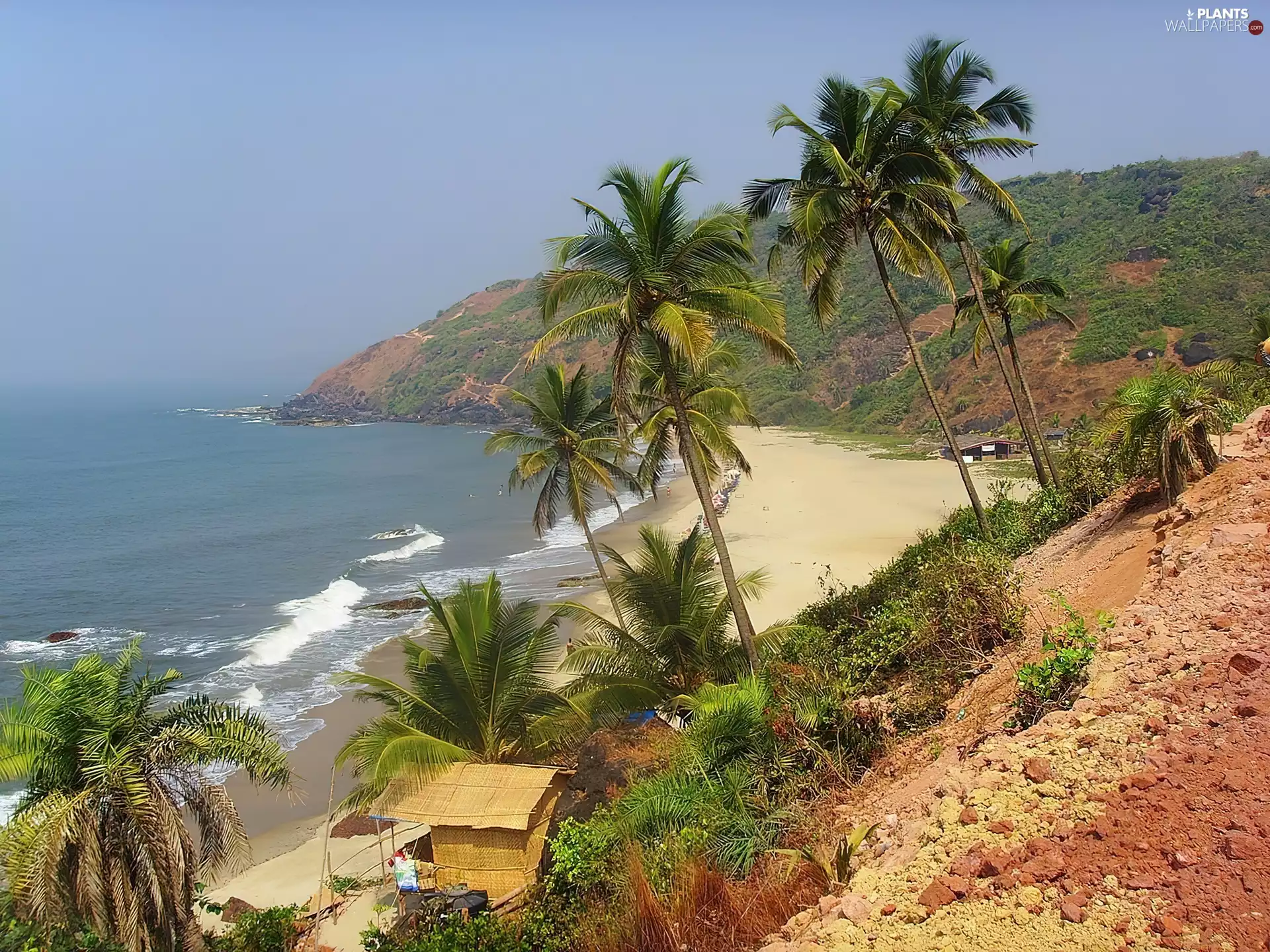 Beaches, Goa, india, Palms