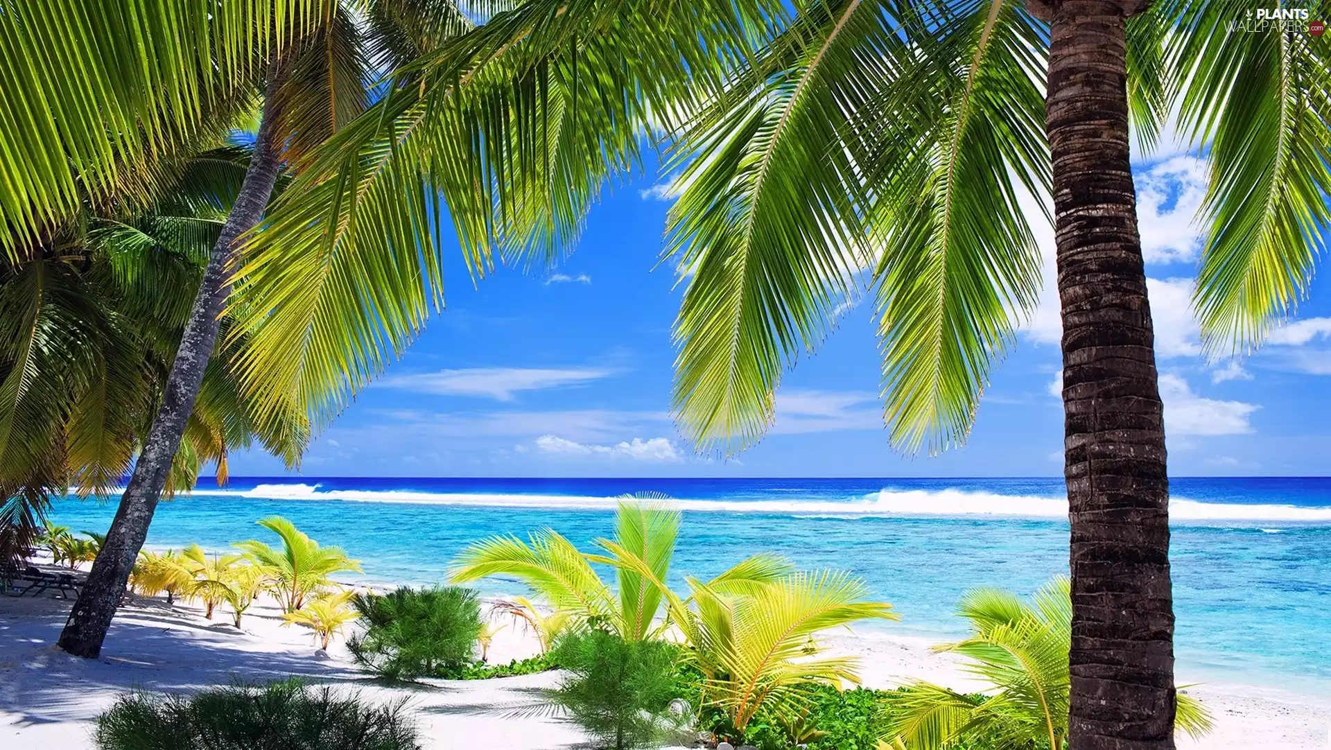 Palms, Ocean, Beaches