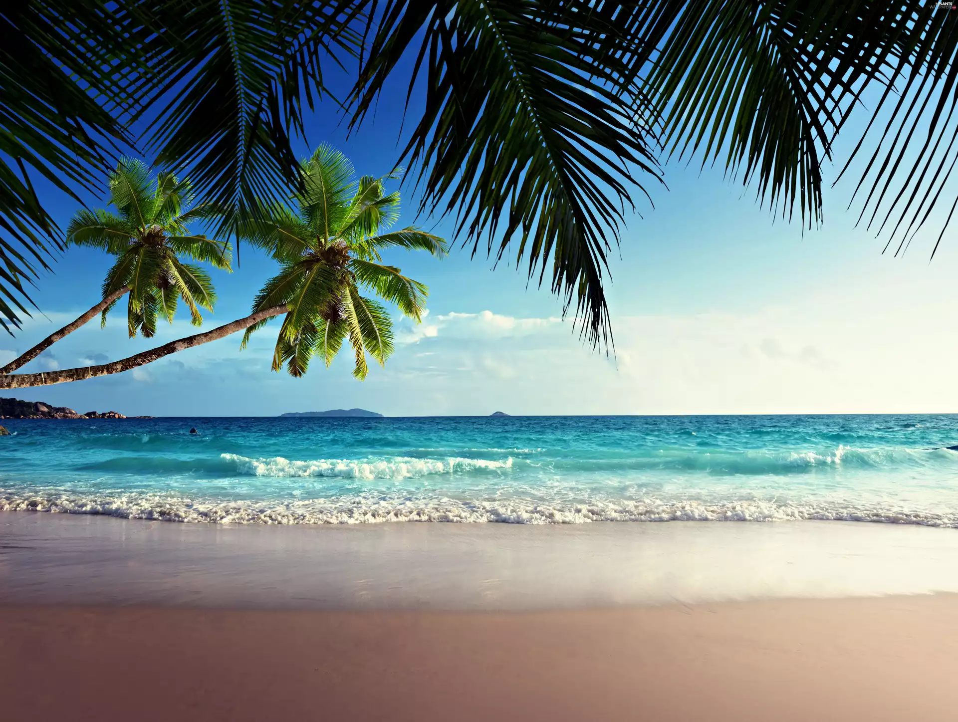 Palms, sea, Beaches