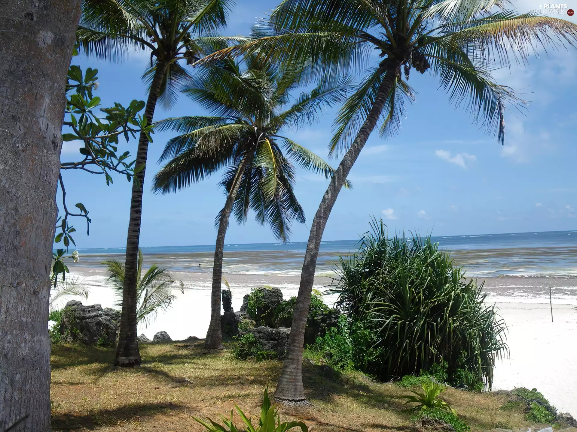 Palms, sea, Beaches