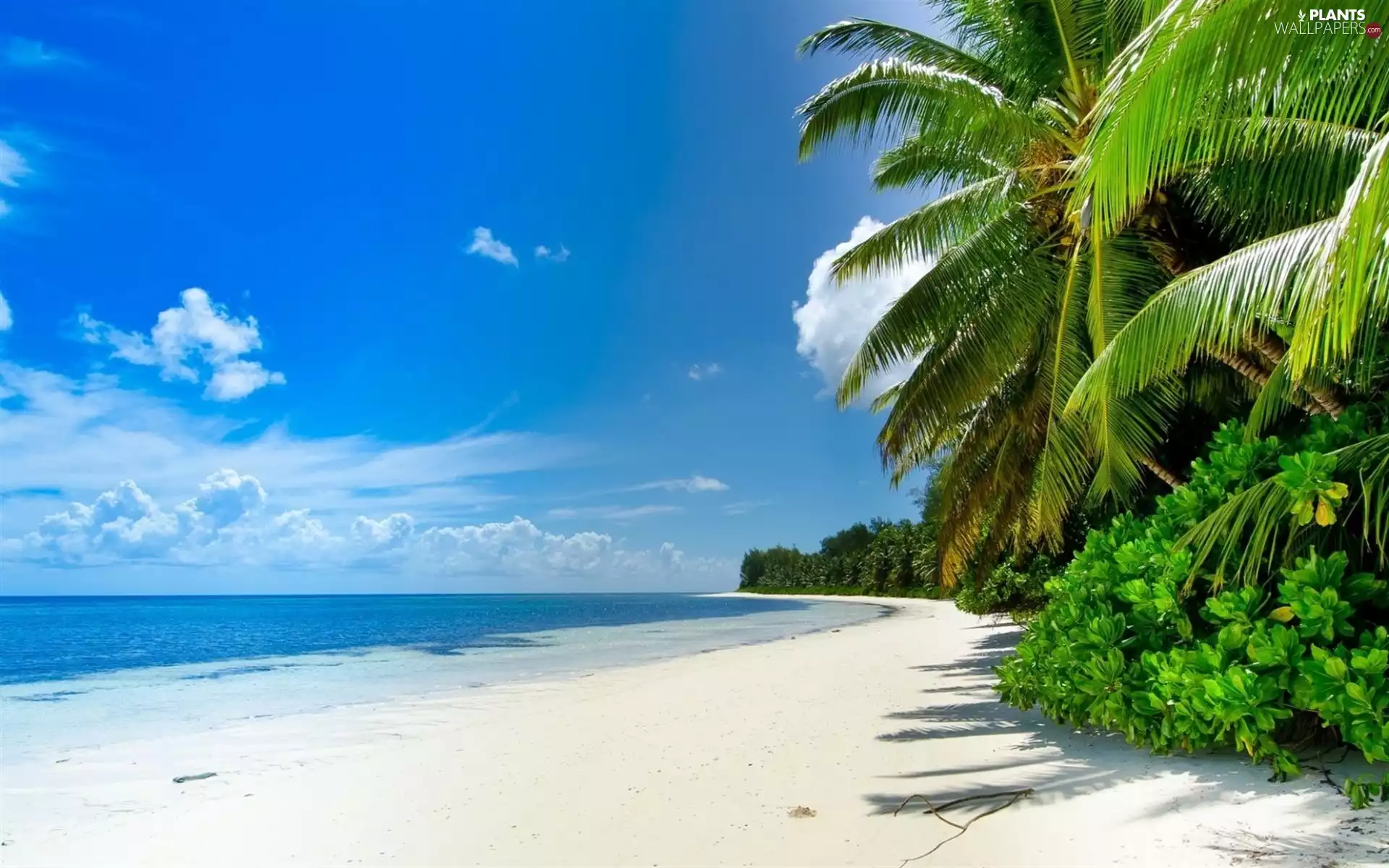 viewes, Palms, Beaches, trees, sea