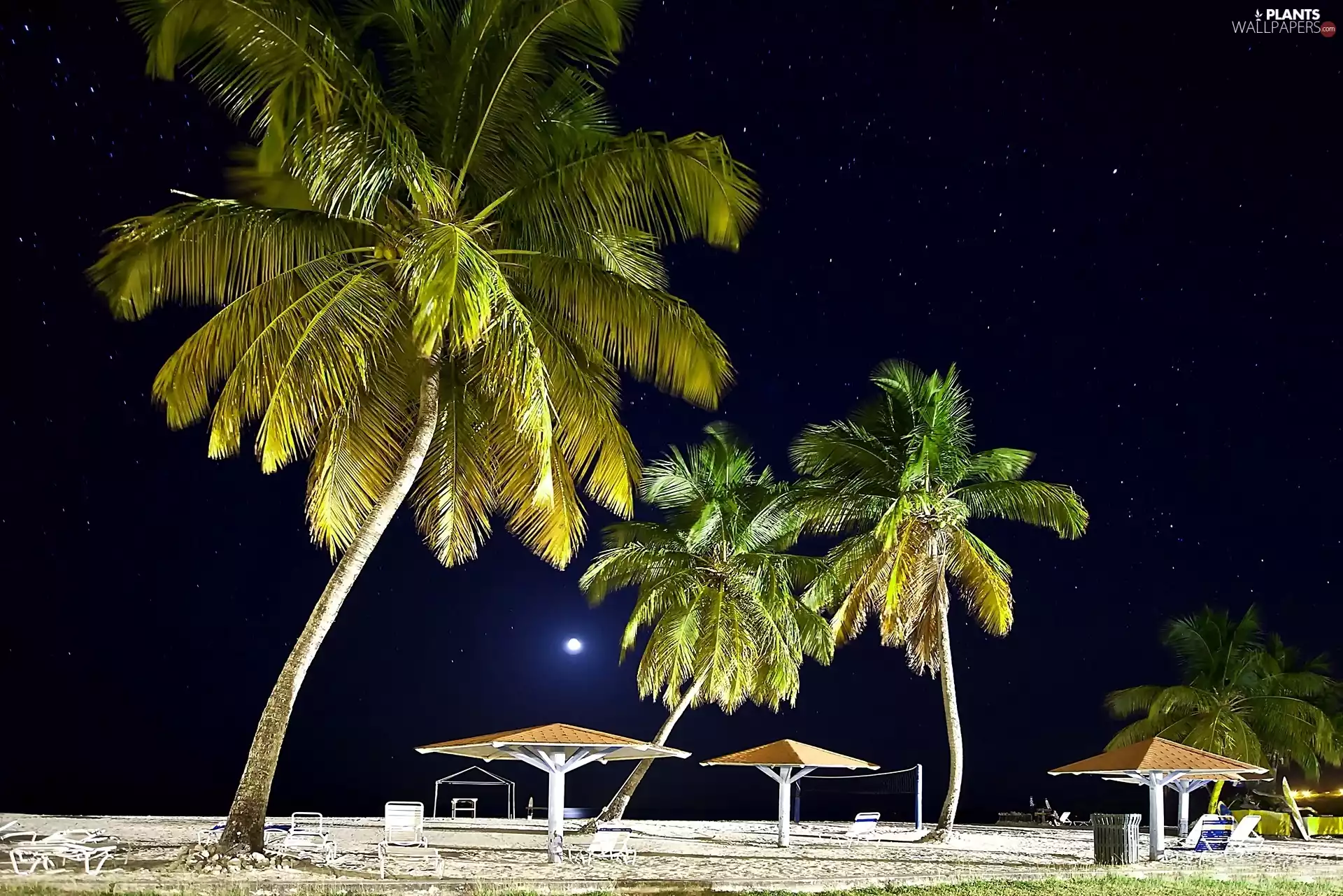 Beaches, Night, Tropical, Palms