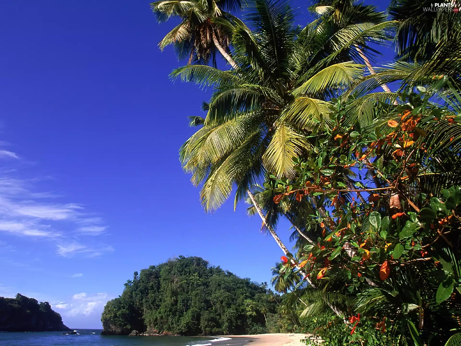 Palms, Tropical, Beaches