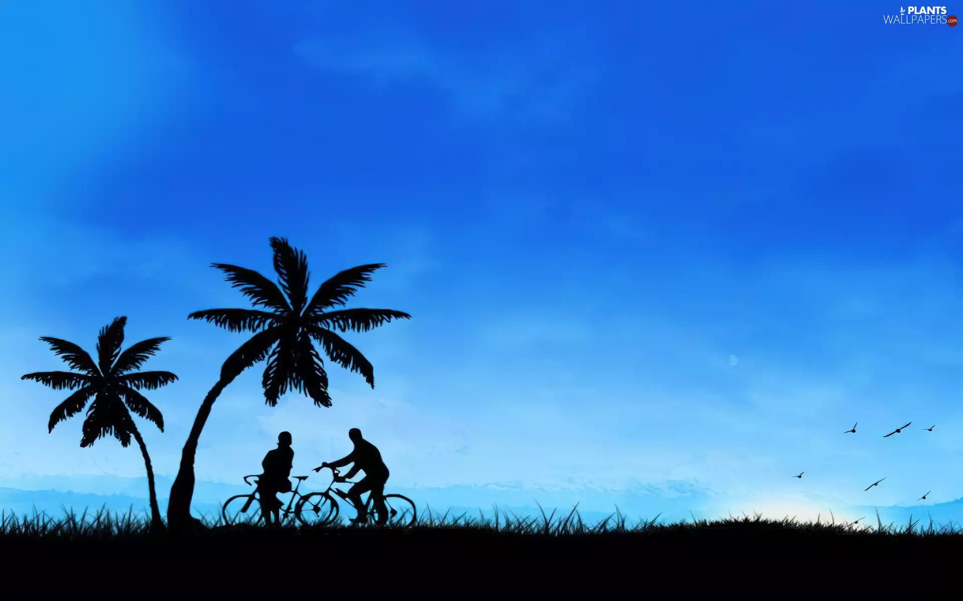 Palms, Bikes