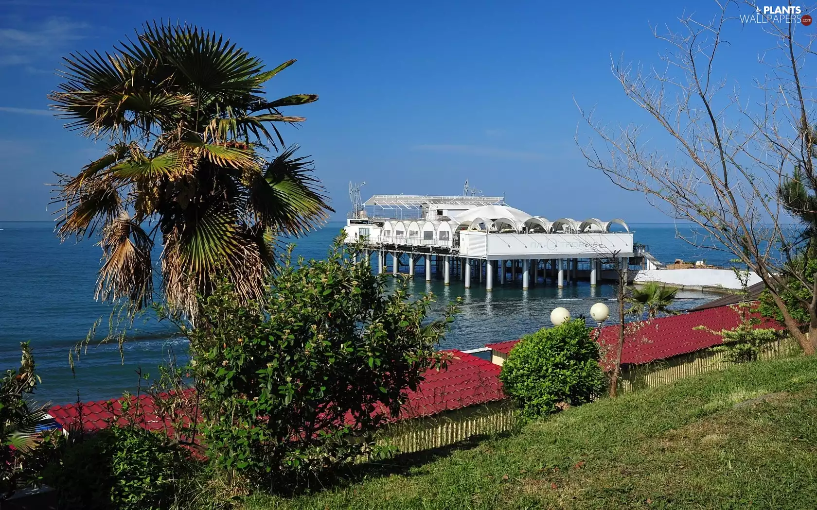 sea, Palms, Caucasus, Russia, Sochi