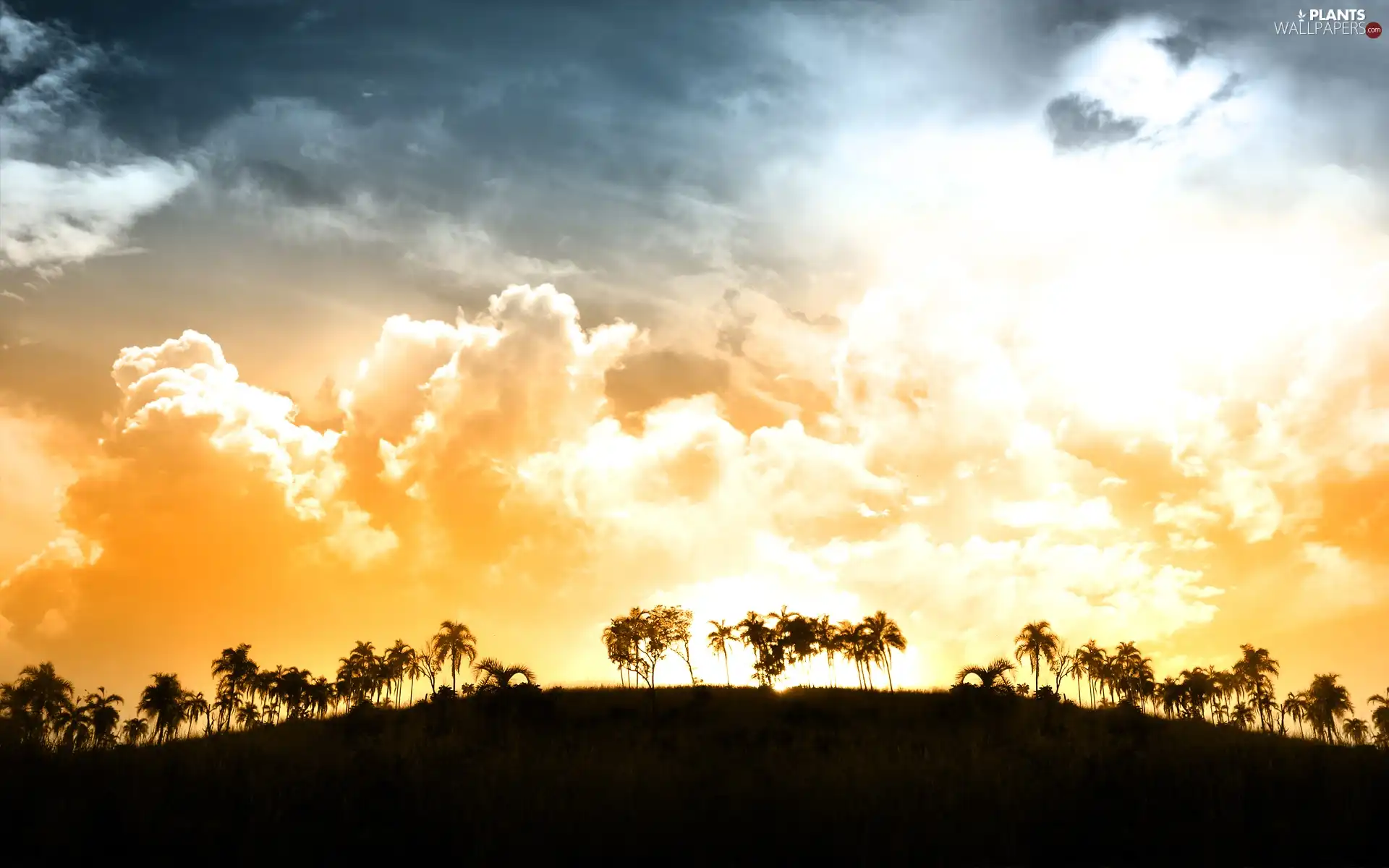 clouds, Palms