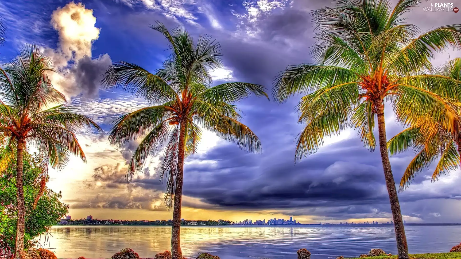 Palms, clouds