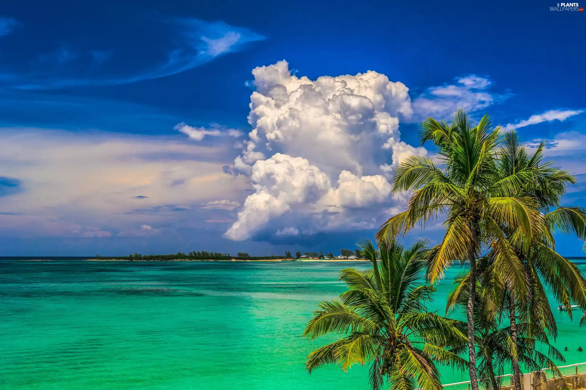 Palms, sea, clouds