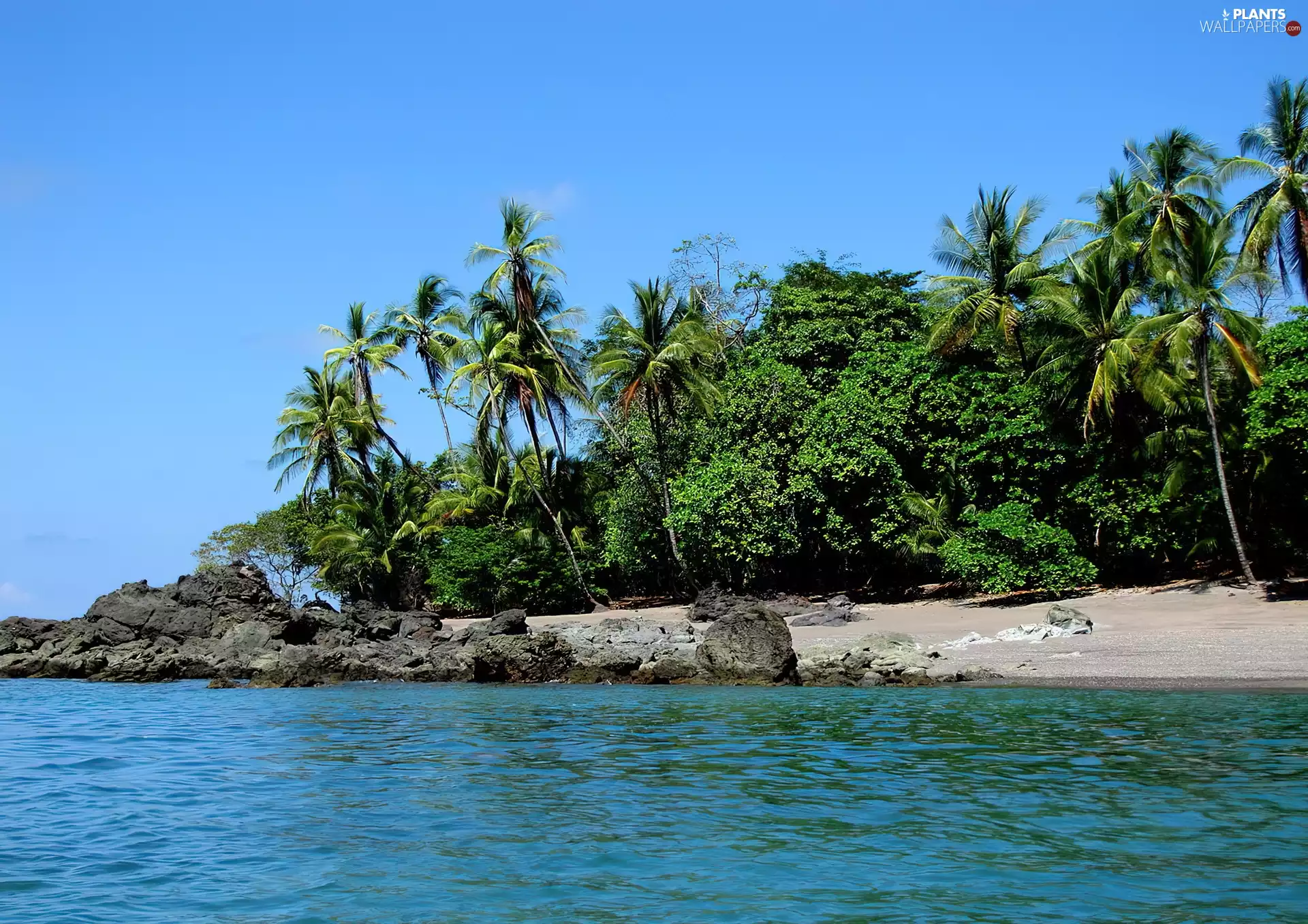 sea, Palms, Costa Rica, Stones