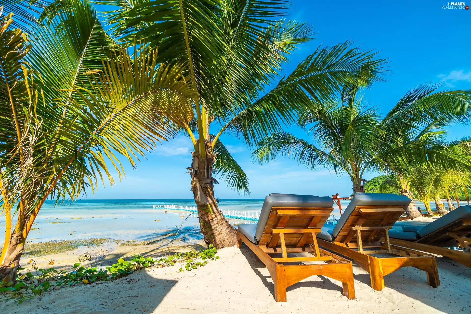 holiday, Palms, deck chair, sea