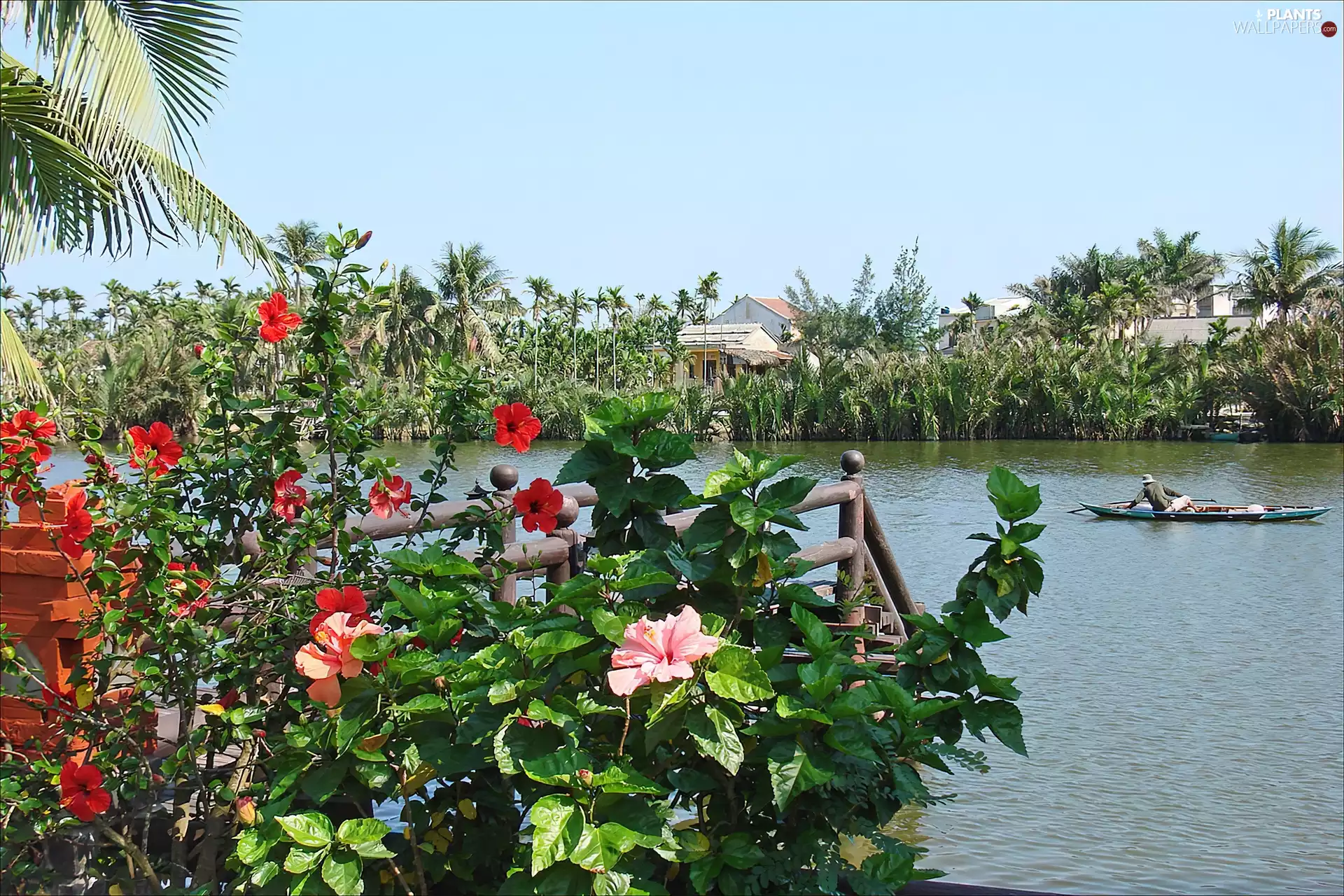 Palms, River, Flowers