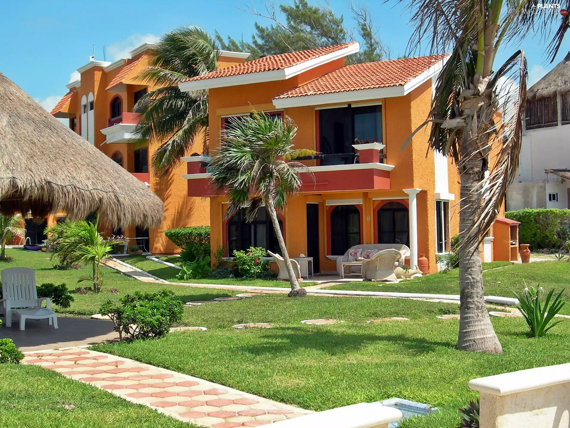 Palms, house, Garden