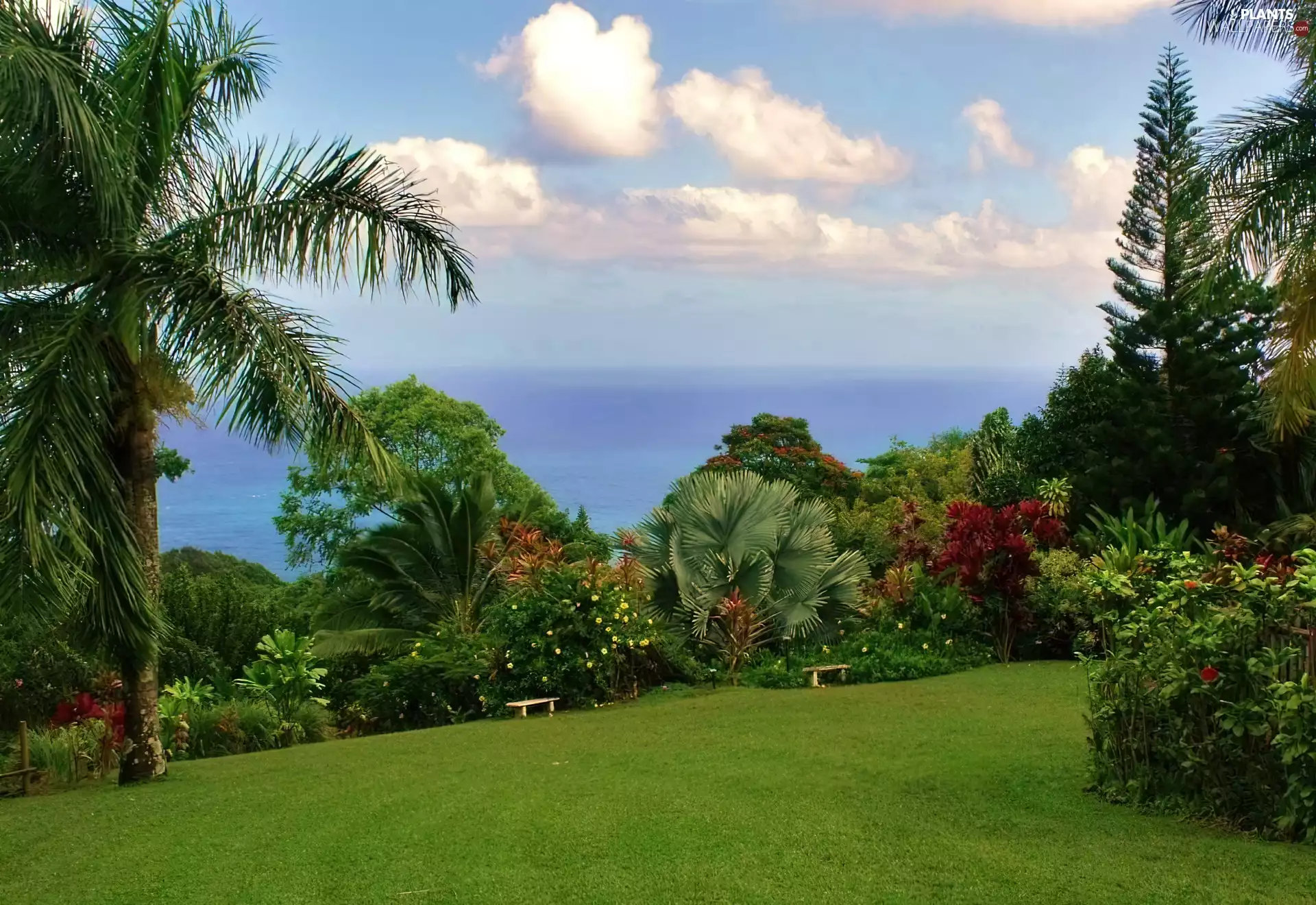 Garden, Lawn, VEGETATION, Palms