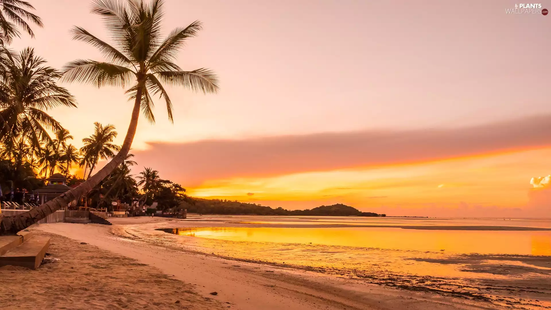 sea, Palms, Great Sunsets, Beaches