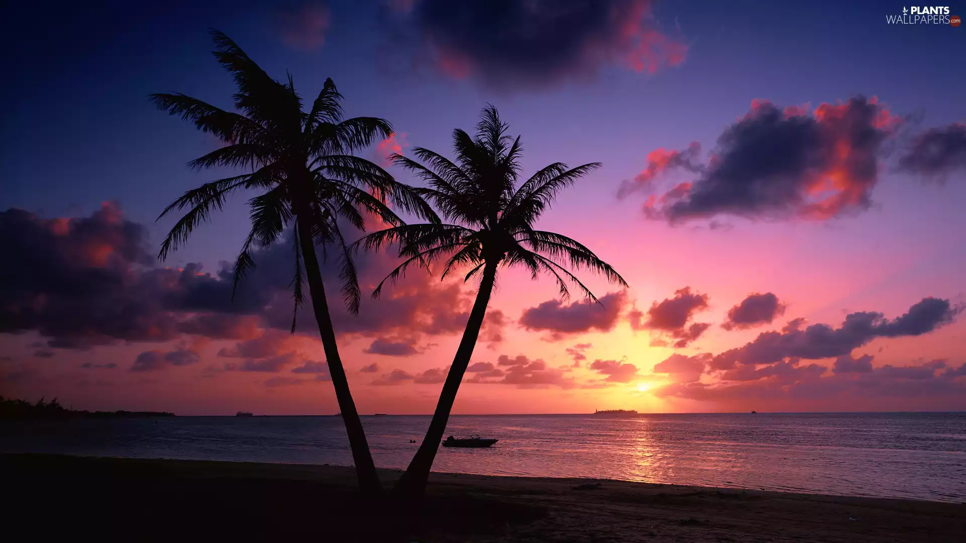 Great Sunsets, sea, Palms