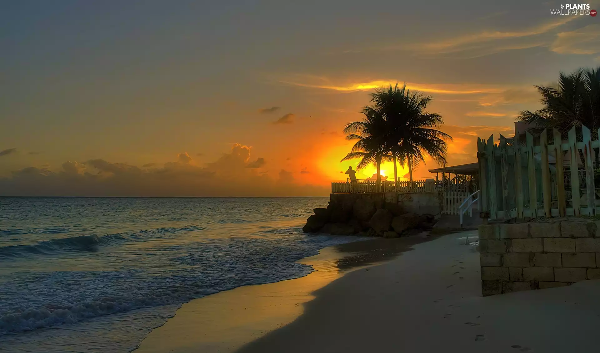Great Sunsets, sea, Palms