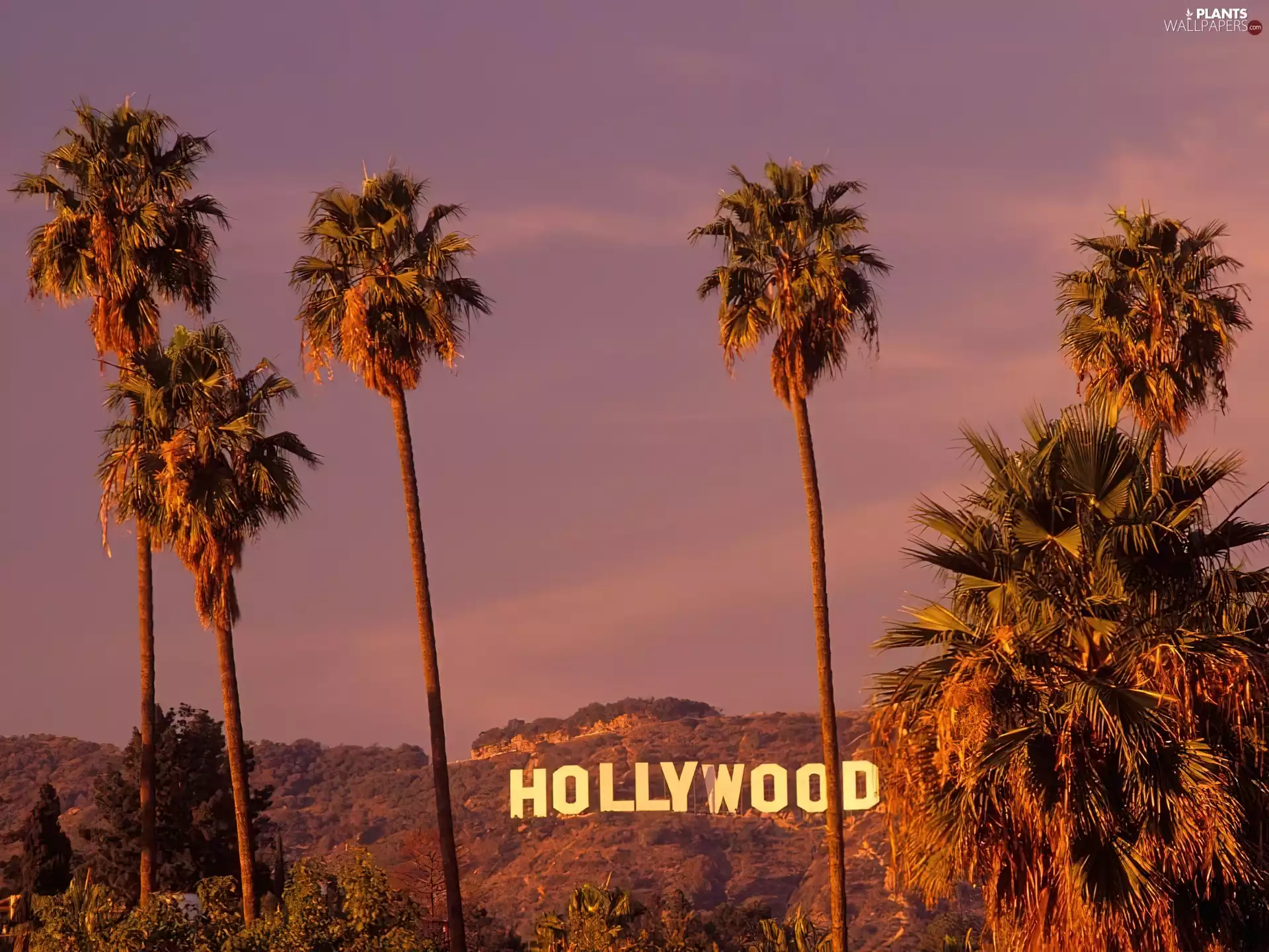 Palms, California, Hollywood