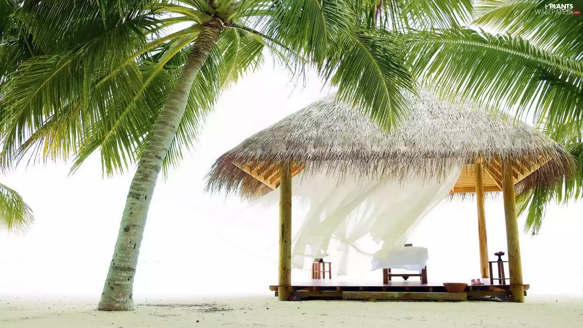 Palms, Beaches, Home