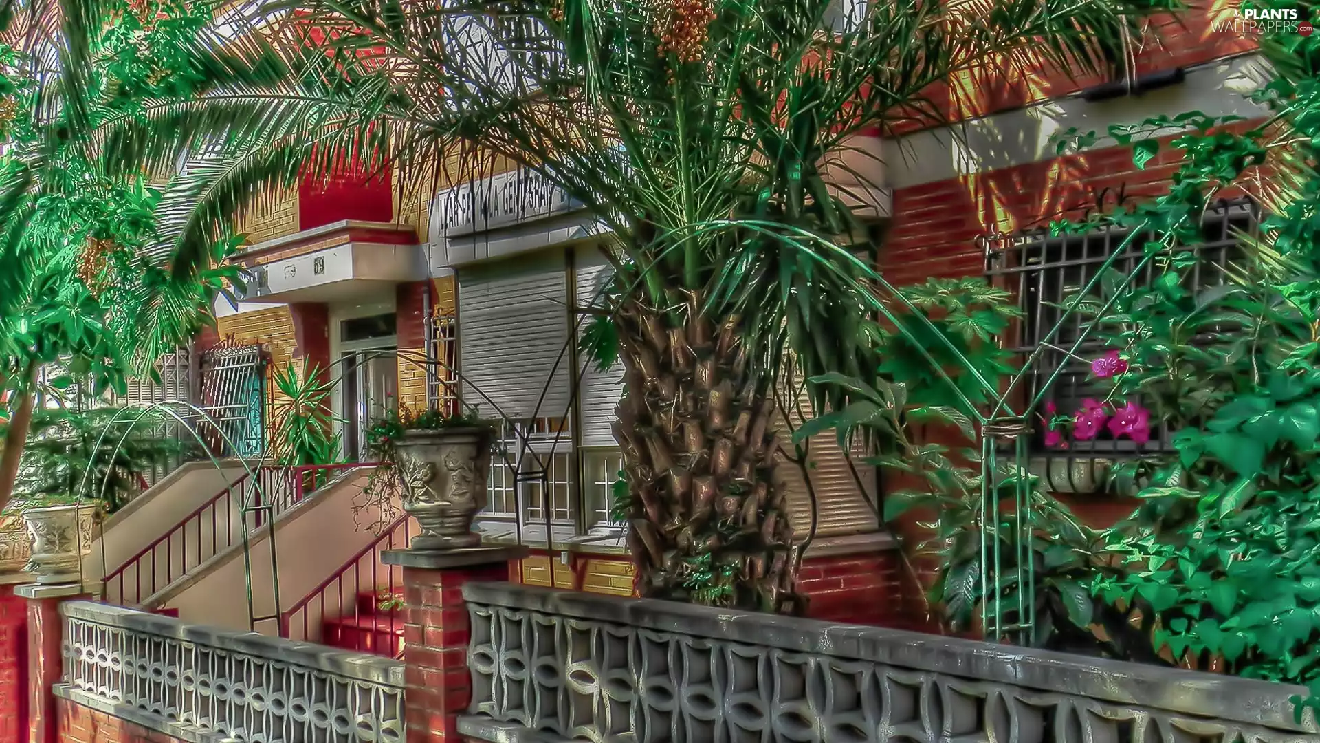 Palms, Beatyfull, house