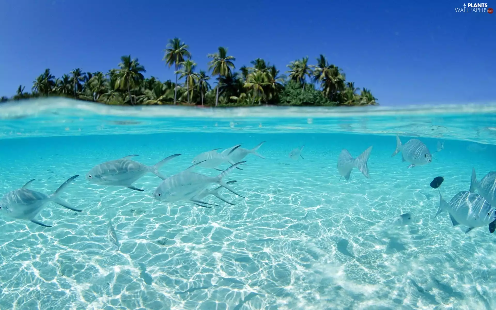 Islet, Laguna, fish, Palms