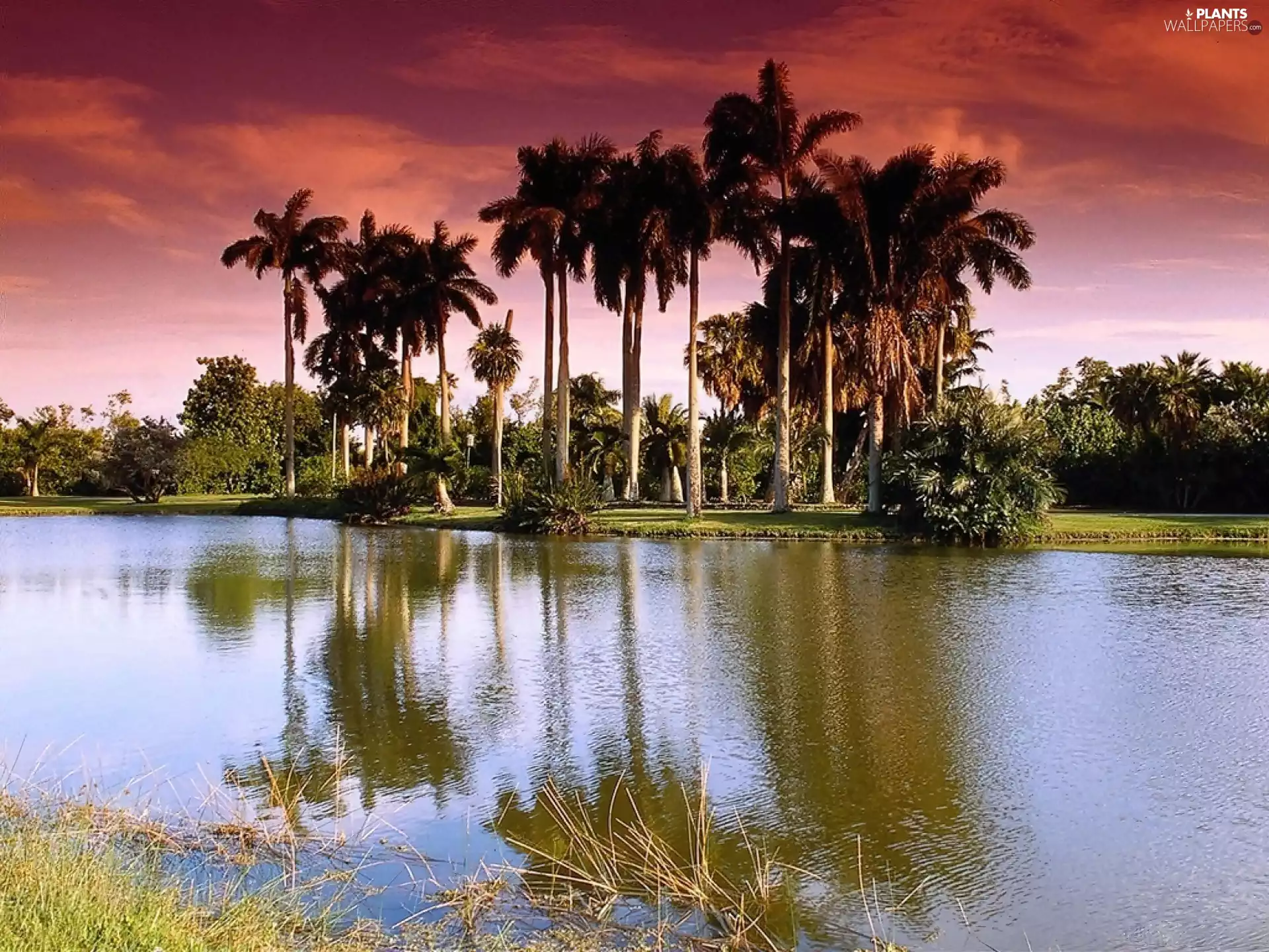 lake, Red, Sky, Palms