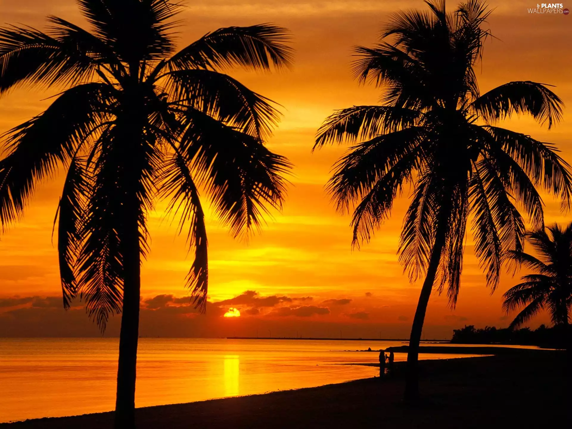 lake, Great Sunsets, Palms