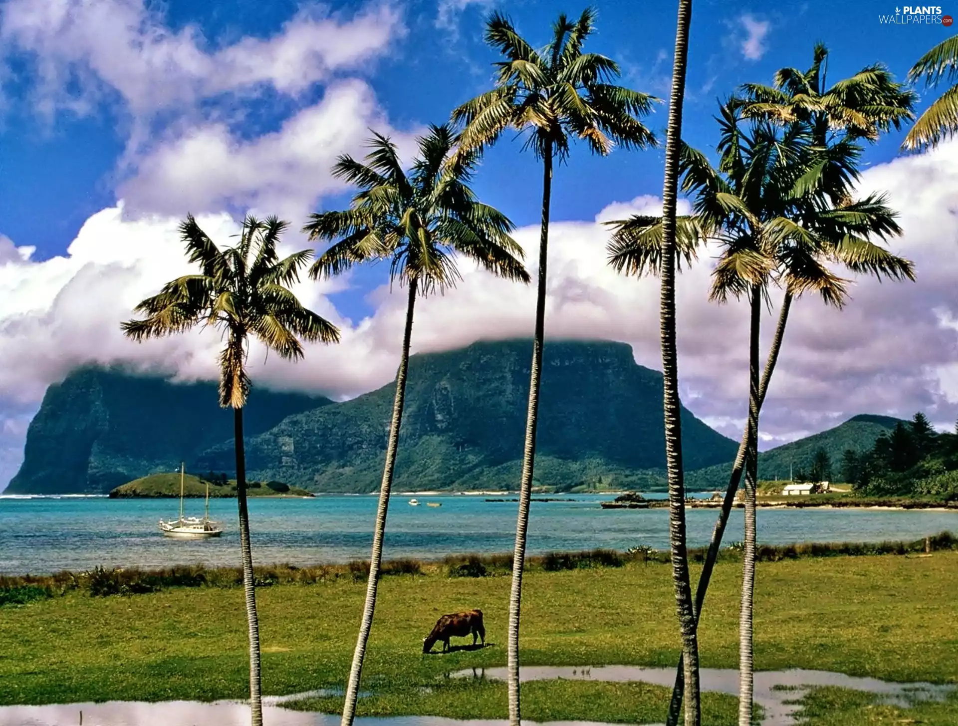 landscape, mountains, Sky, Palms