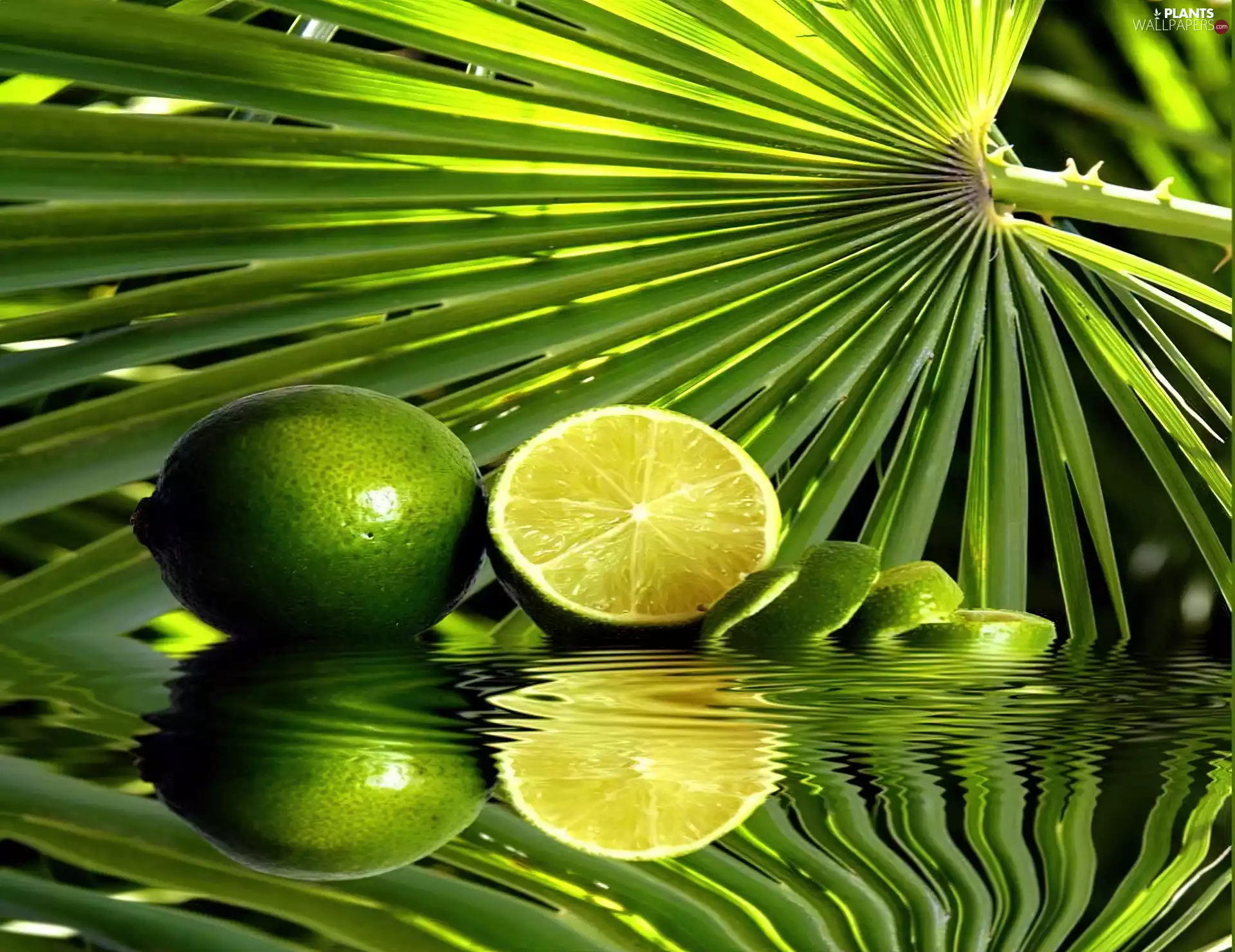 Palms, limes, leaf