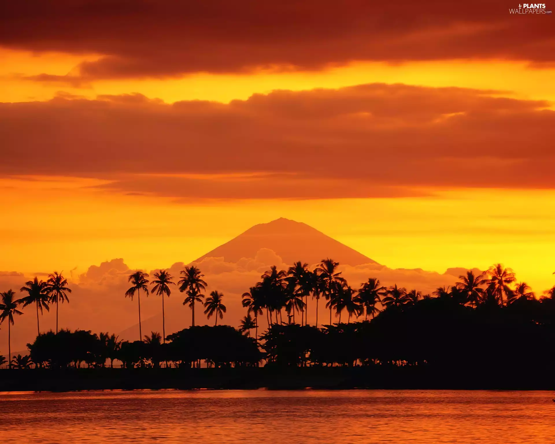 Montana, west, sun, Palms