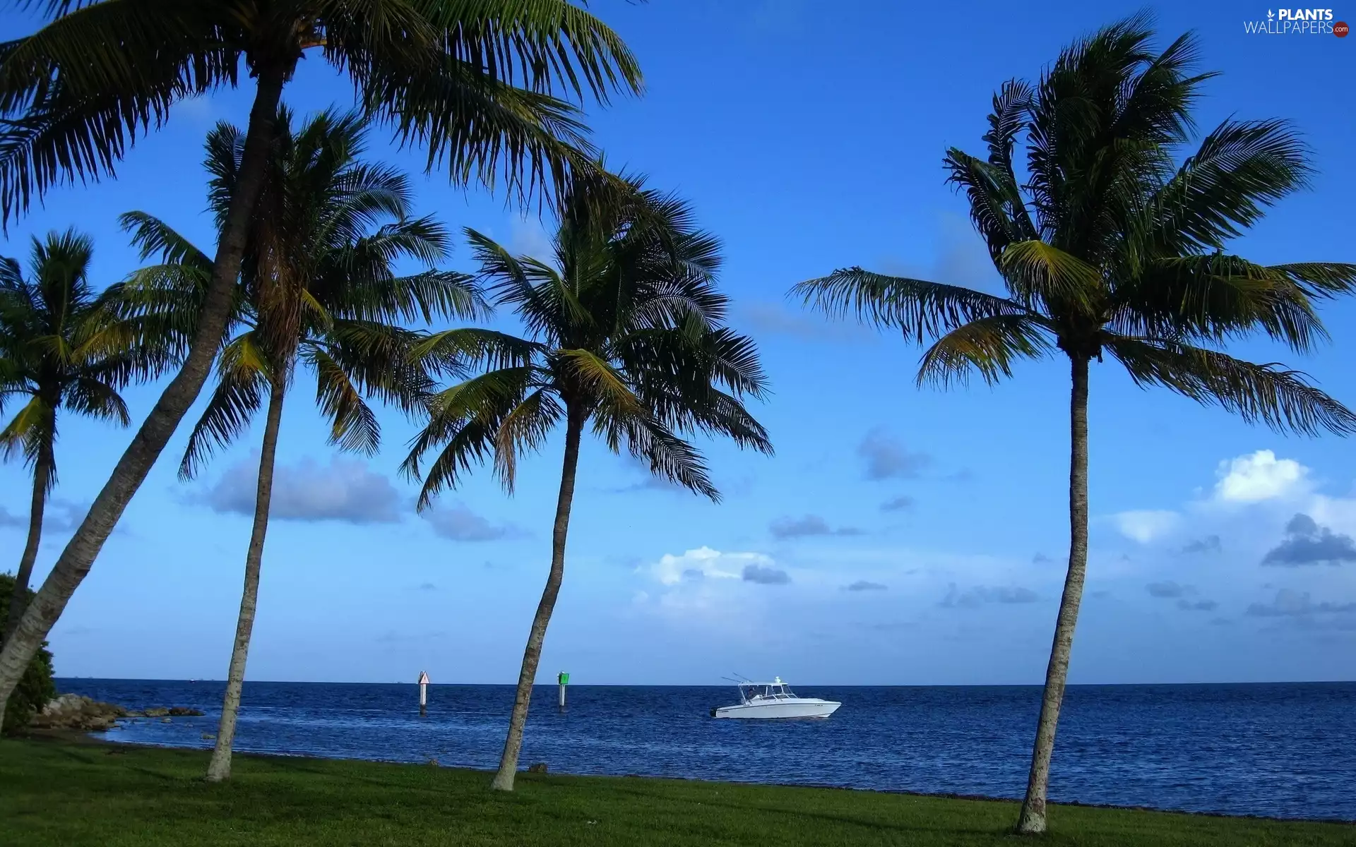 Motor boat, sea, Palms