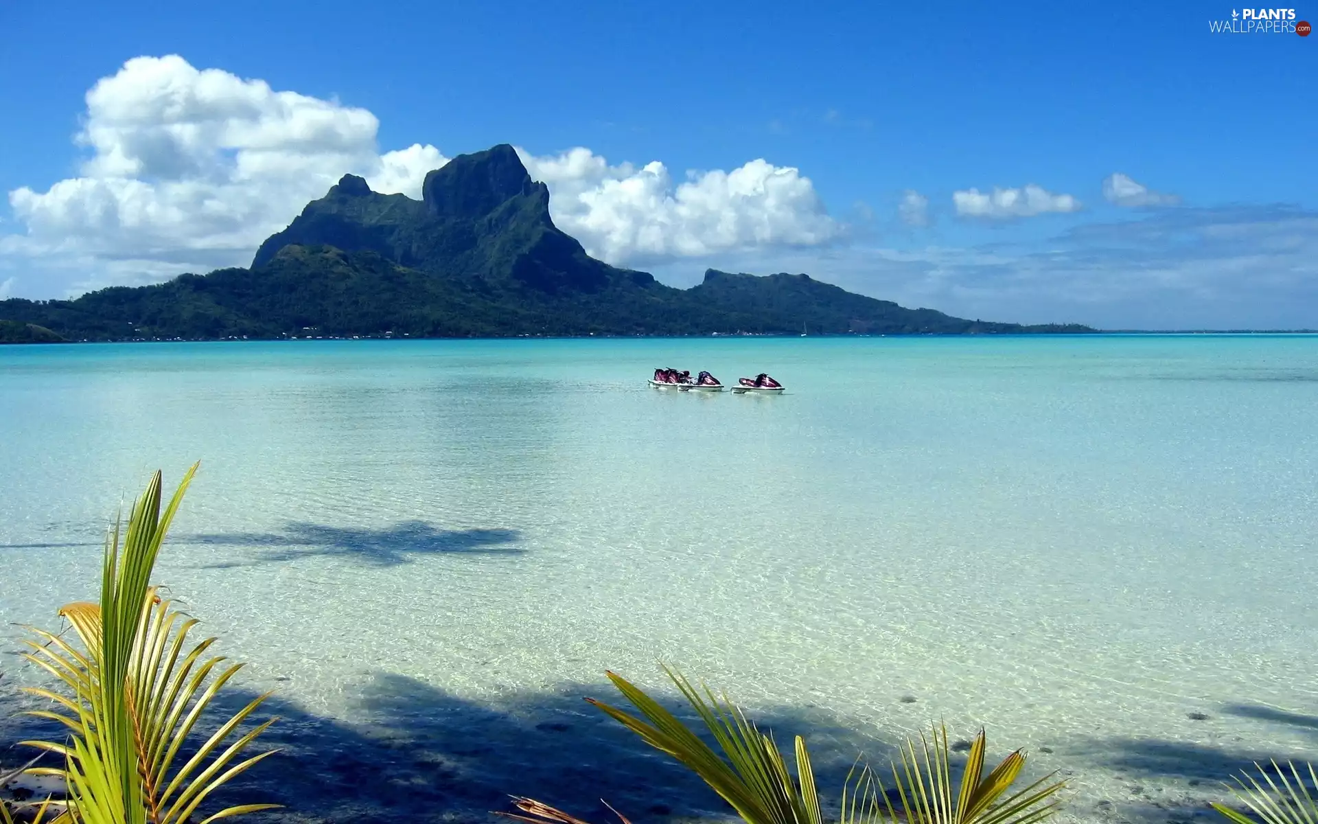 Palms, Coast, Mountains