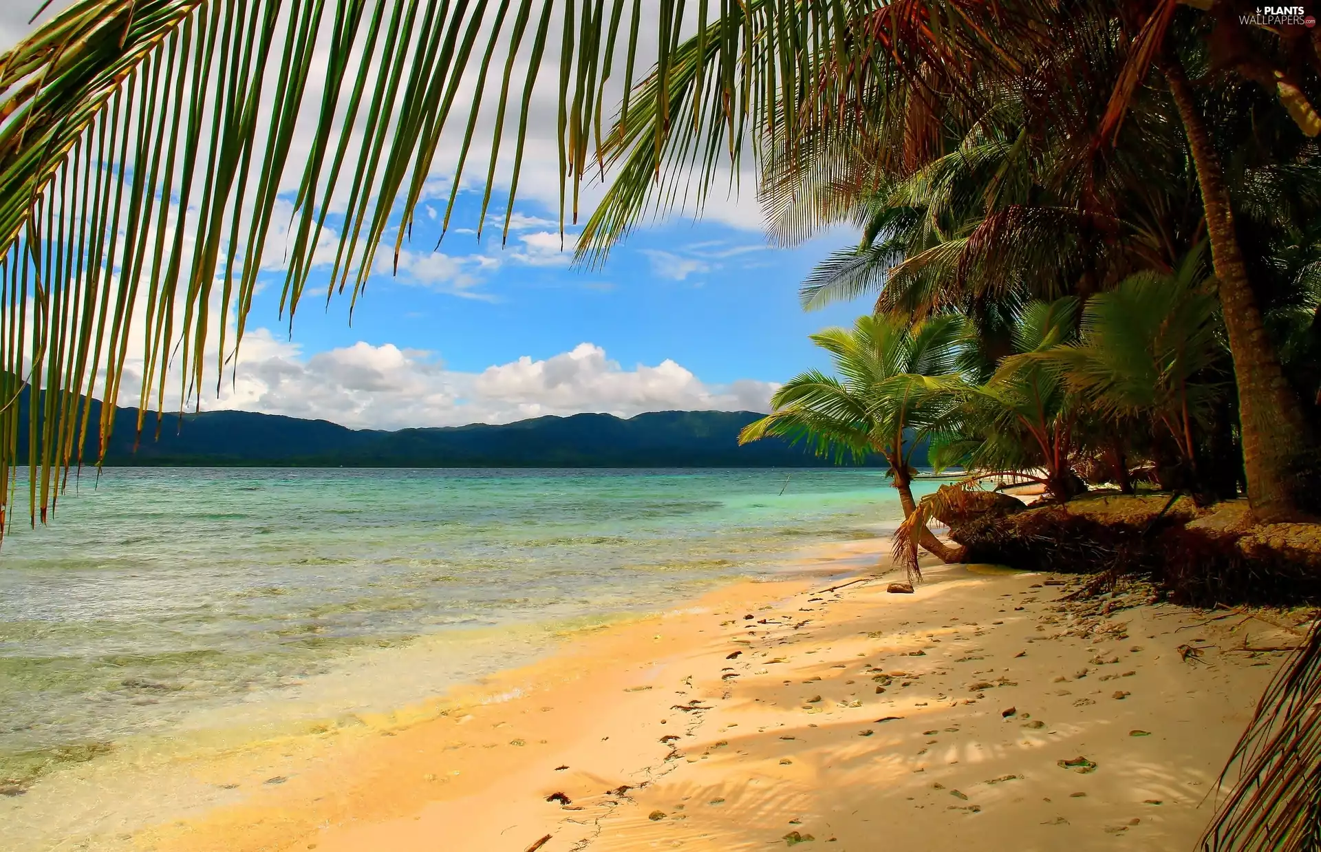 Ocean, Beaches, clouds, Palms