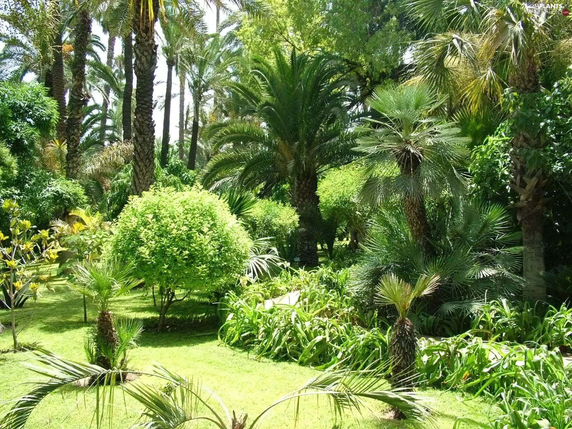 Palms, exotic, Park